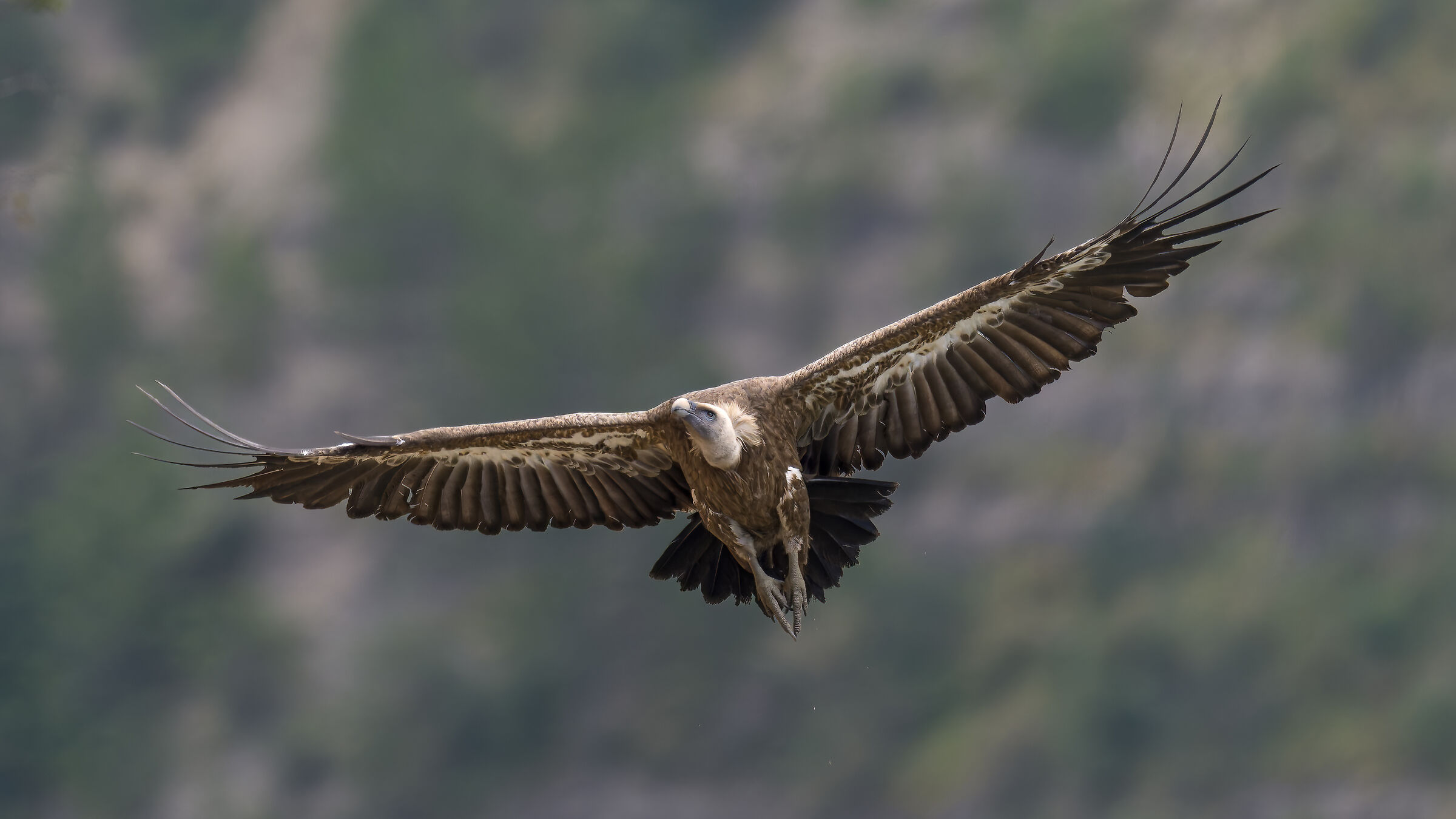 Griffin - Barronies Provencal