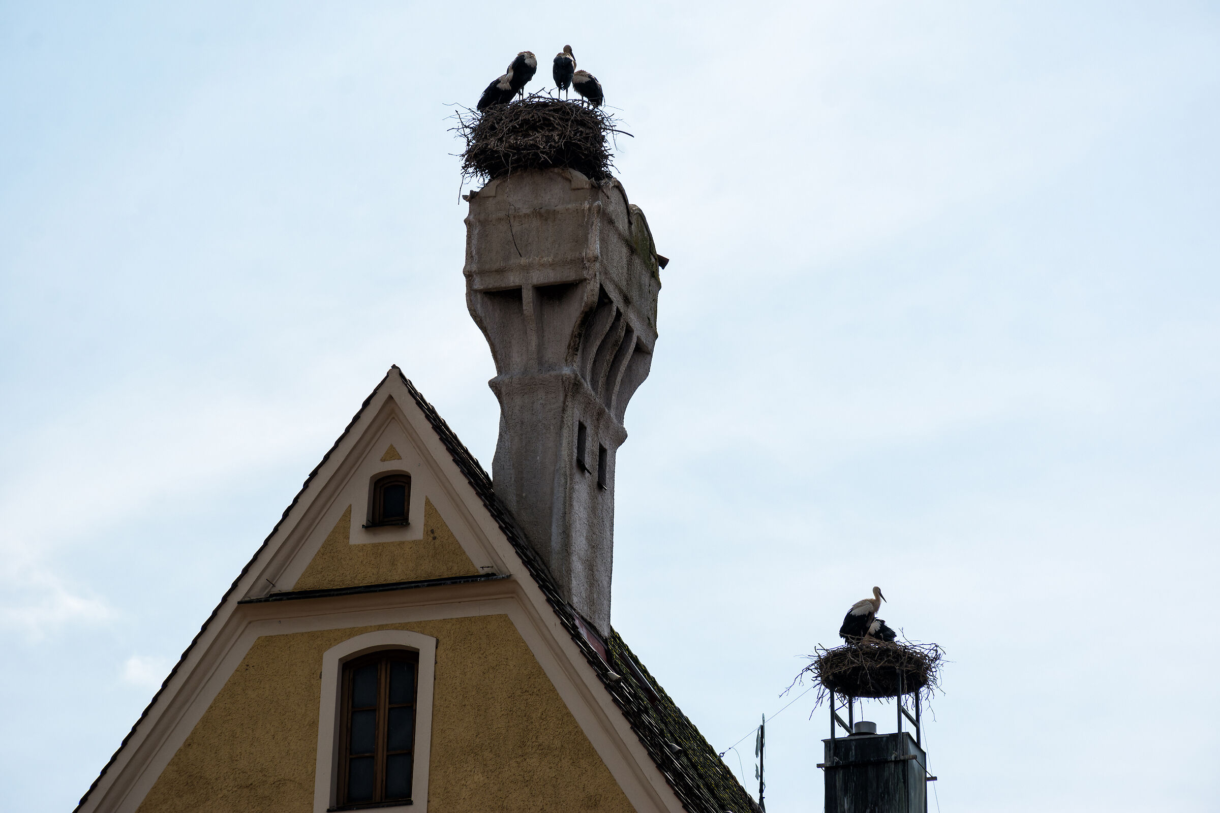 Le cicogne di Memmingen