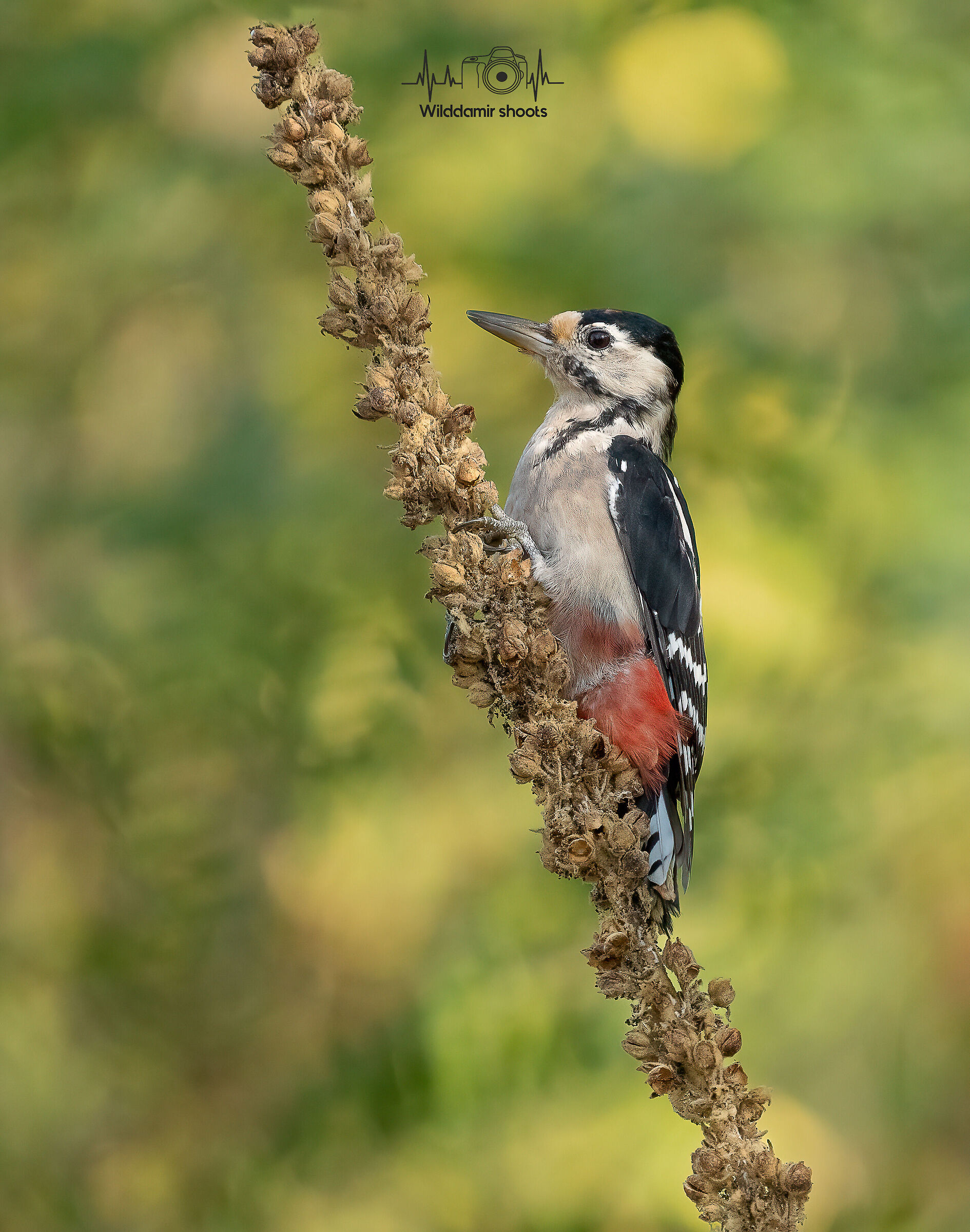 Great red woodpecker