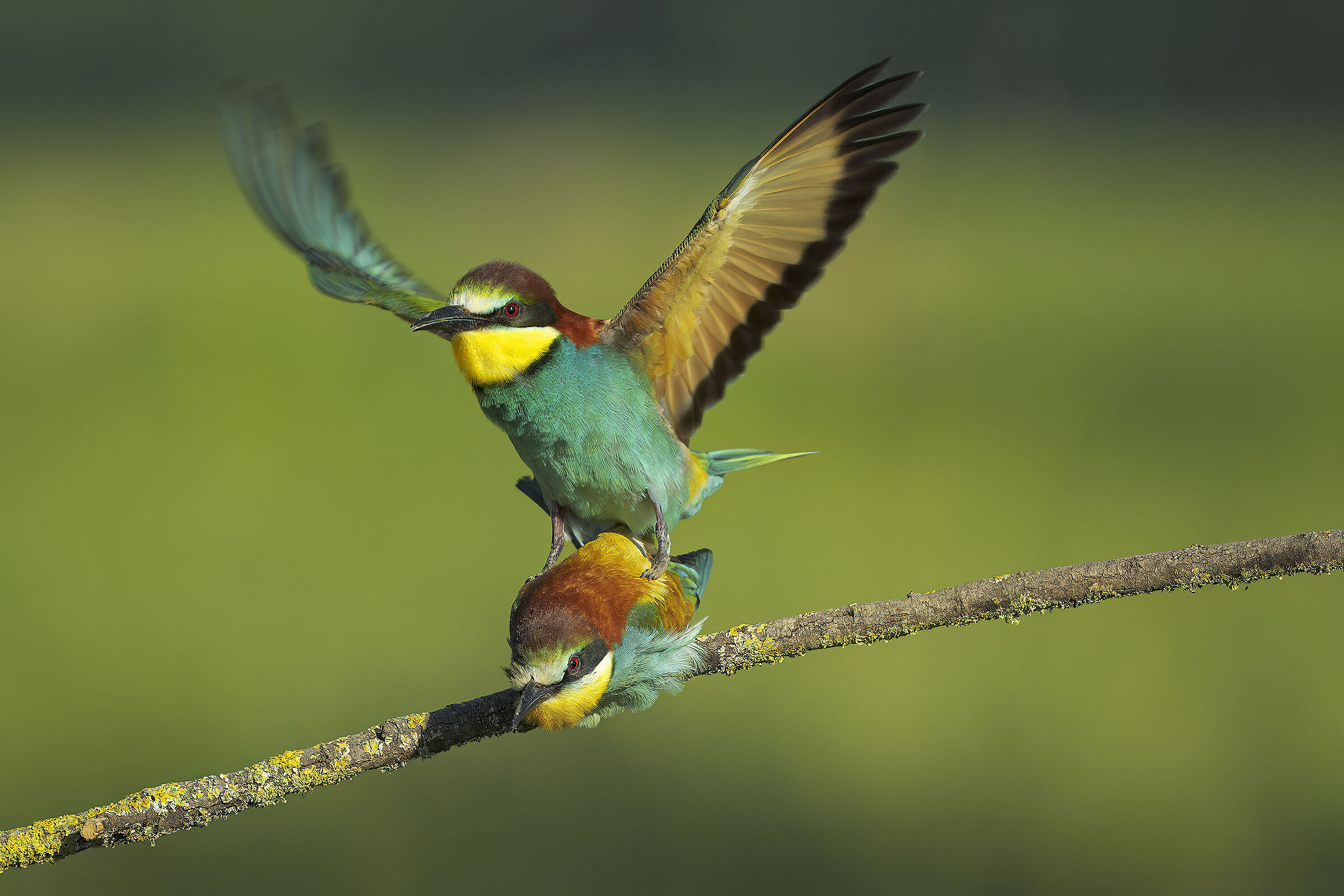 Bee-eaters, what a couple!!!!