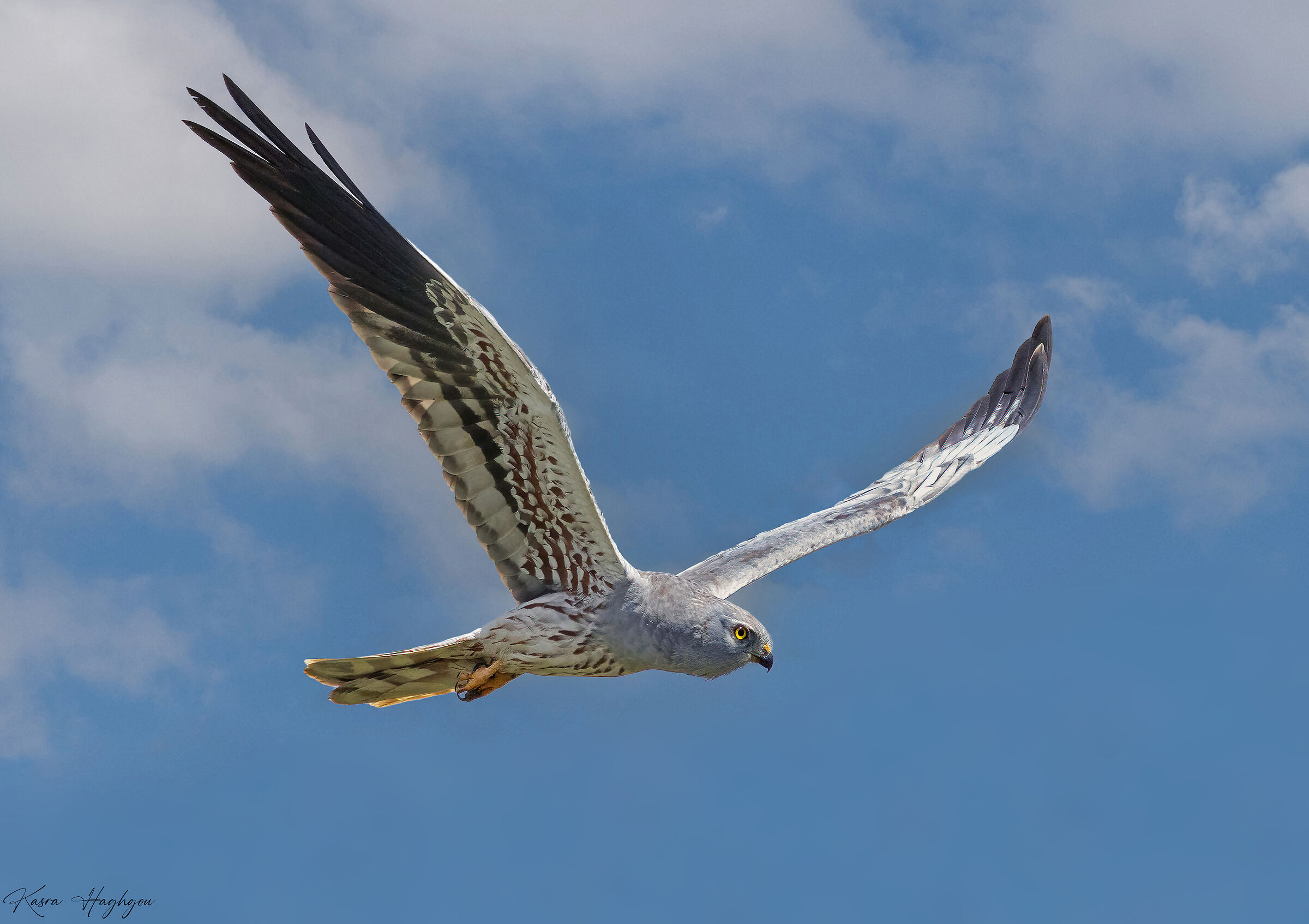 Montagu's harrier