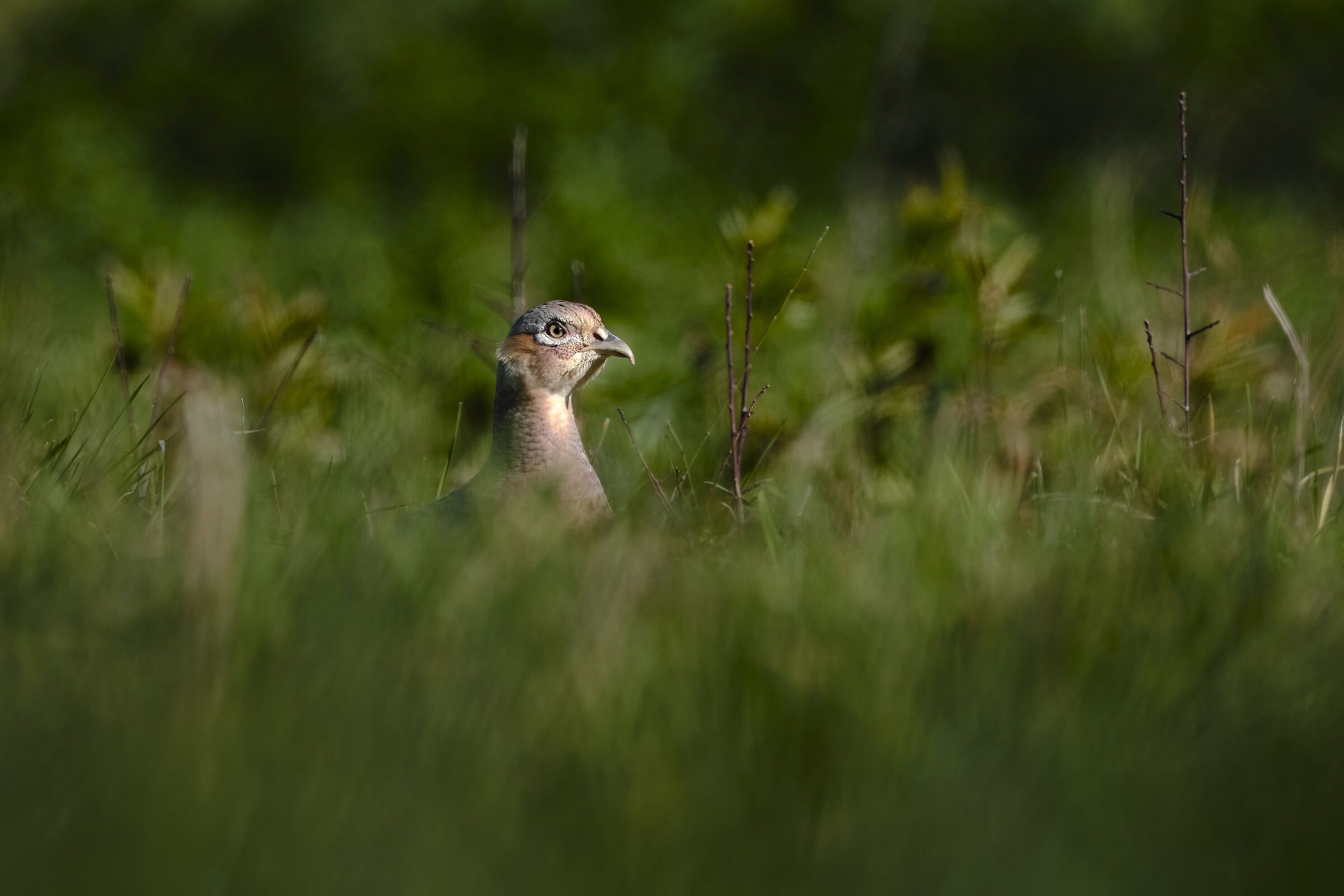 Pheasant