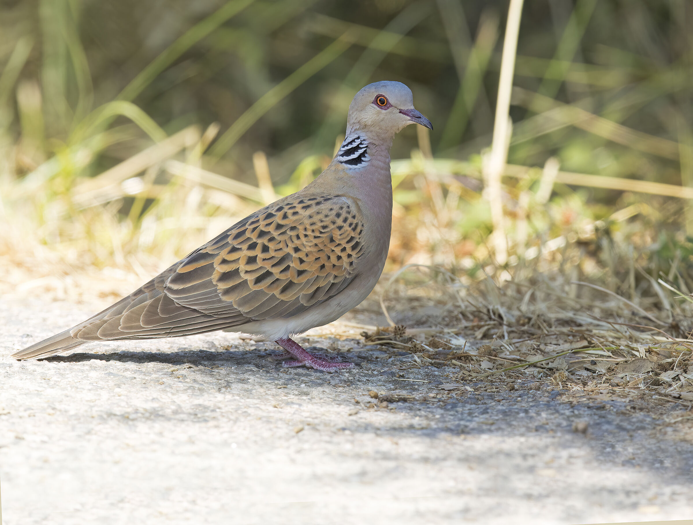 tortorella selvatica