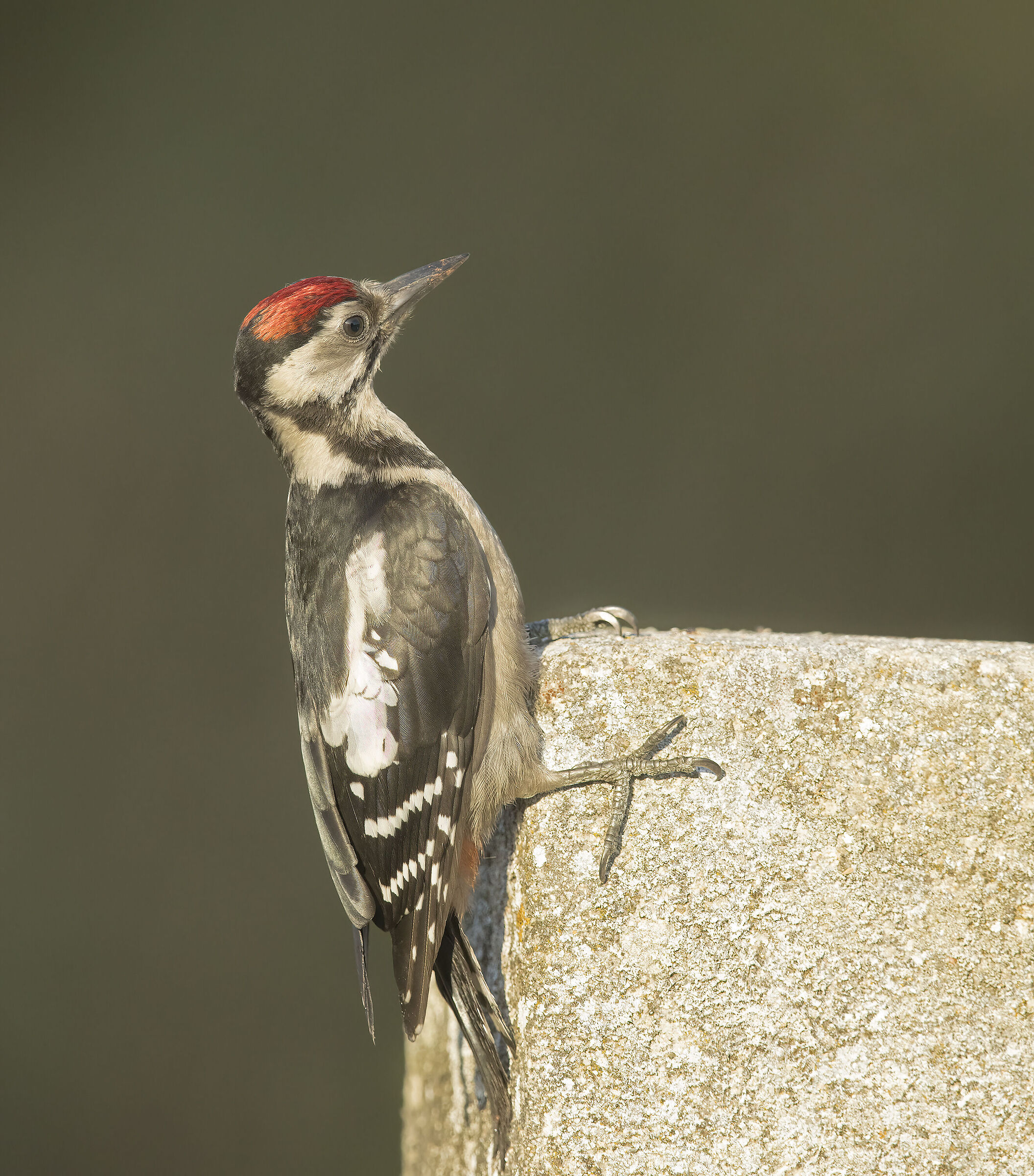 picchio rosso maggiore (dendrocopus major)