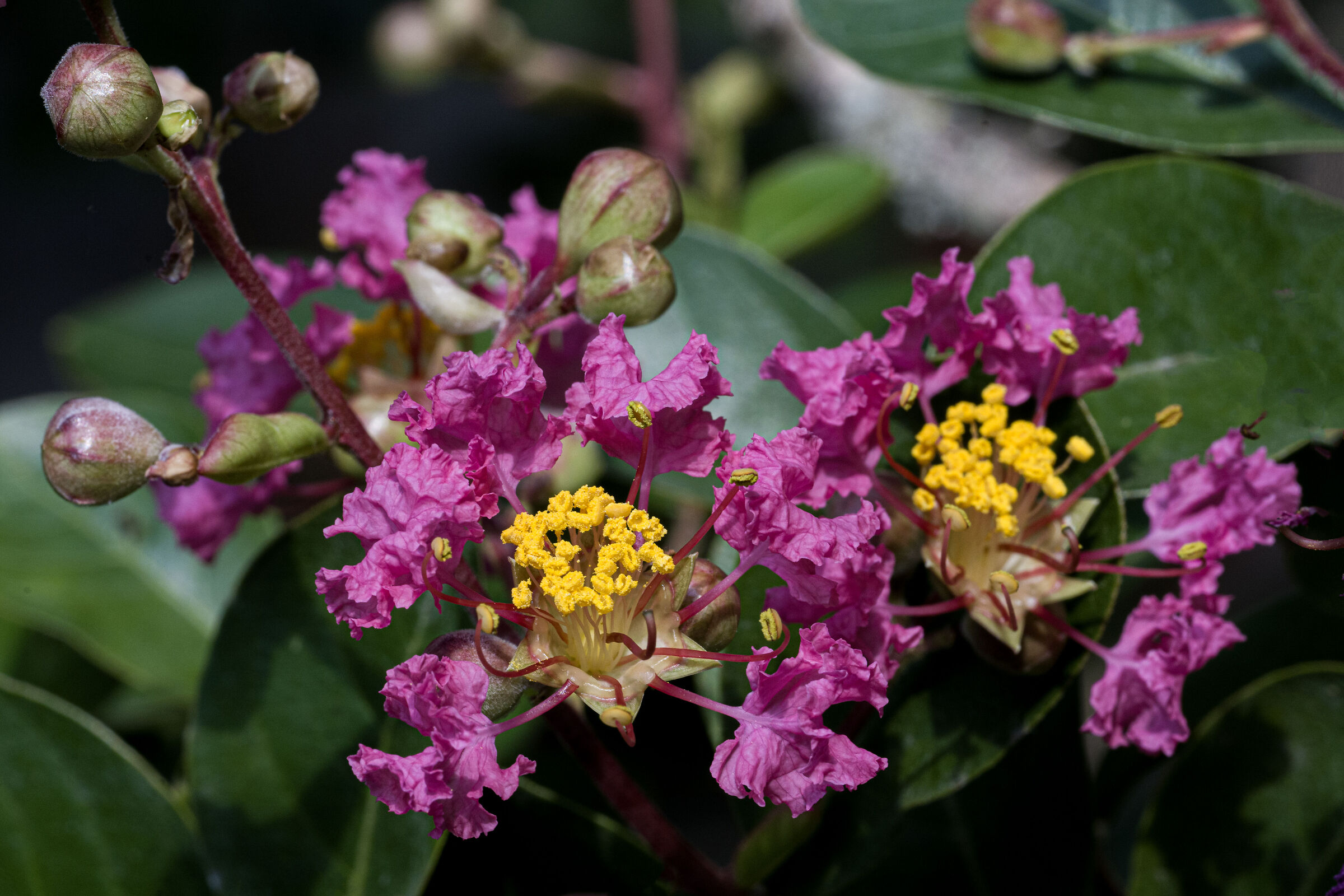 Lagerstoemia B