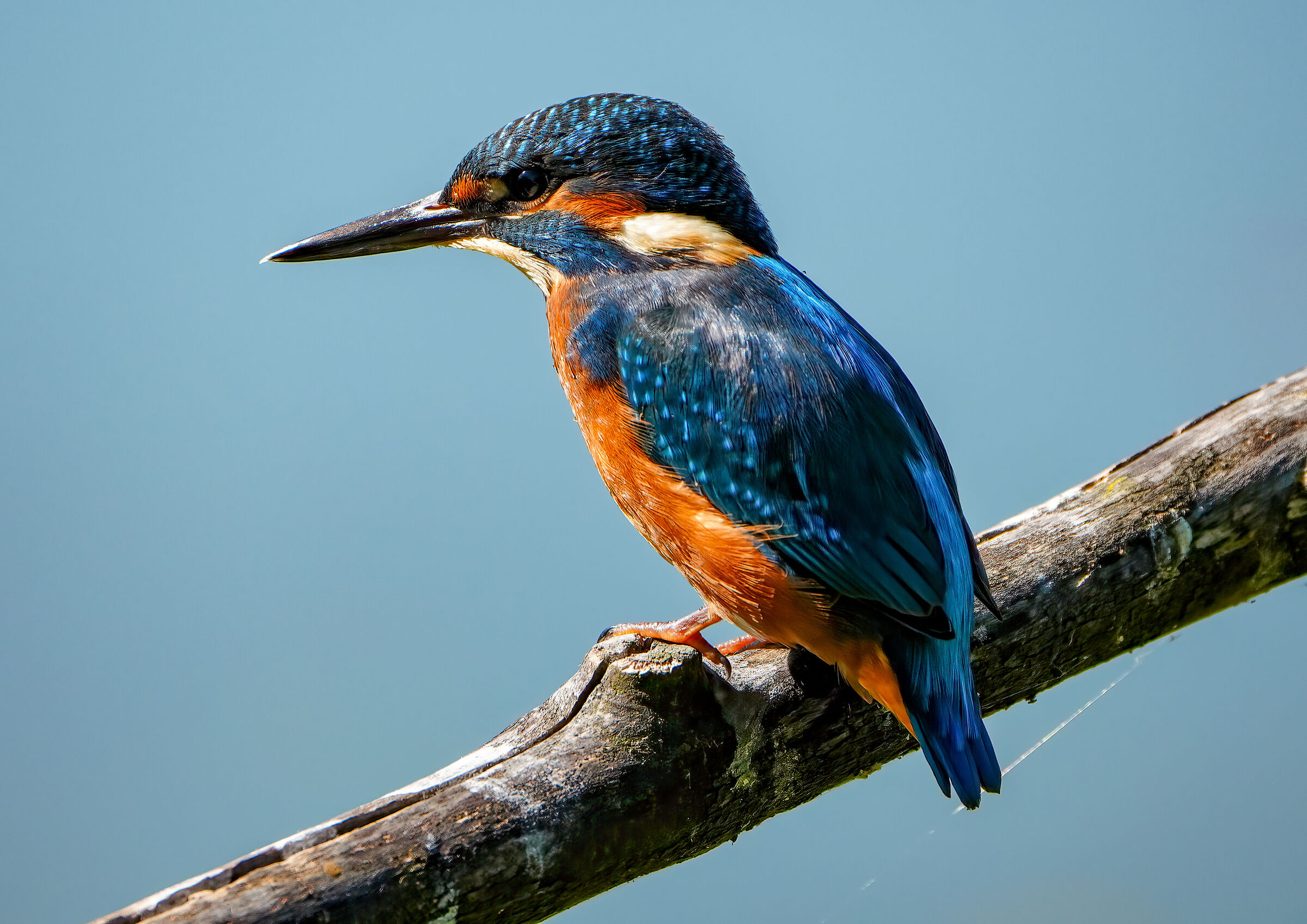 Kingfisher