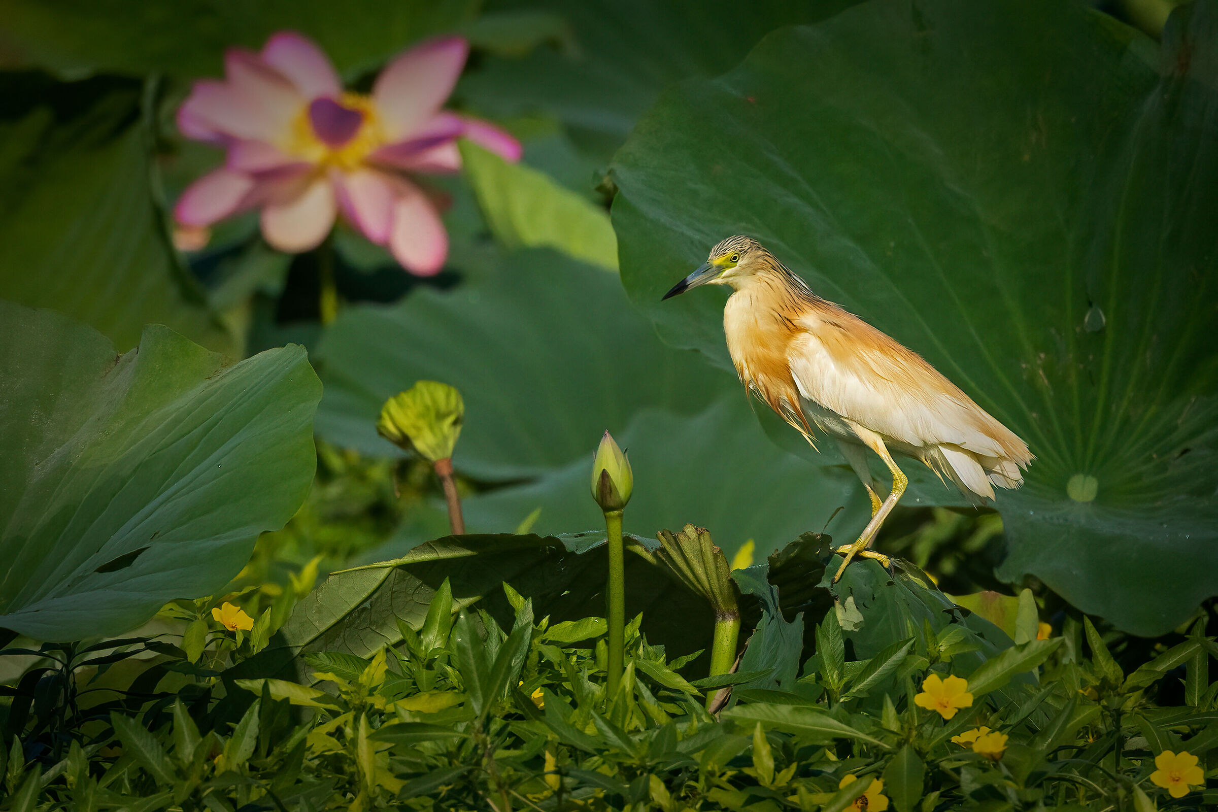 Sgarza ciuffetto ambientata
