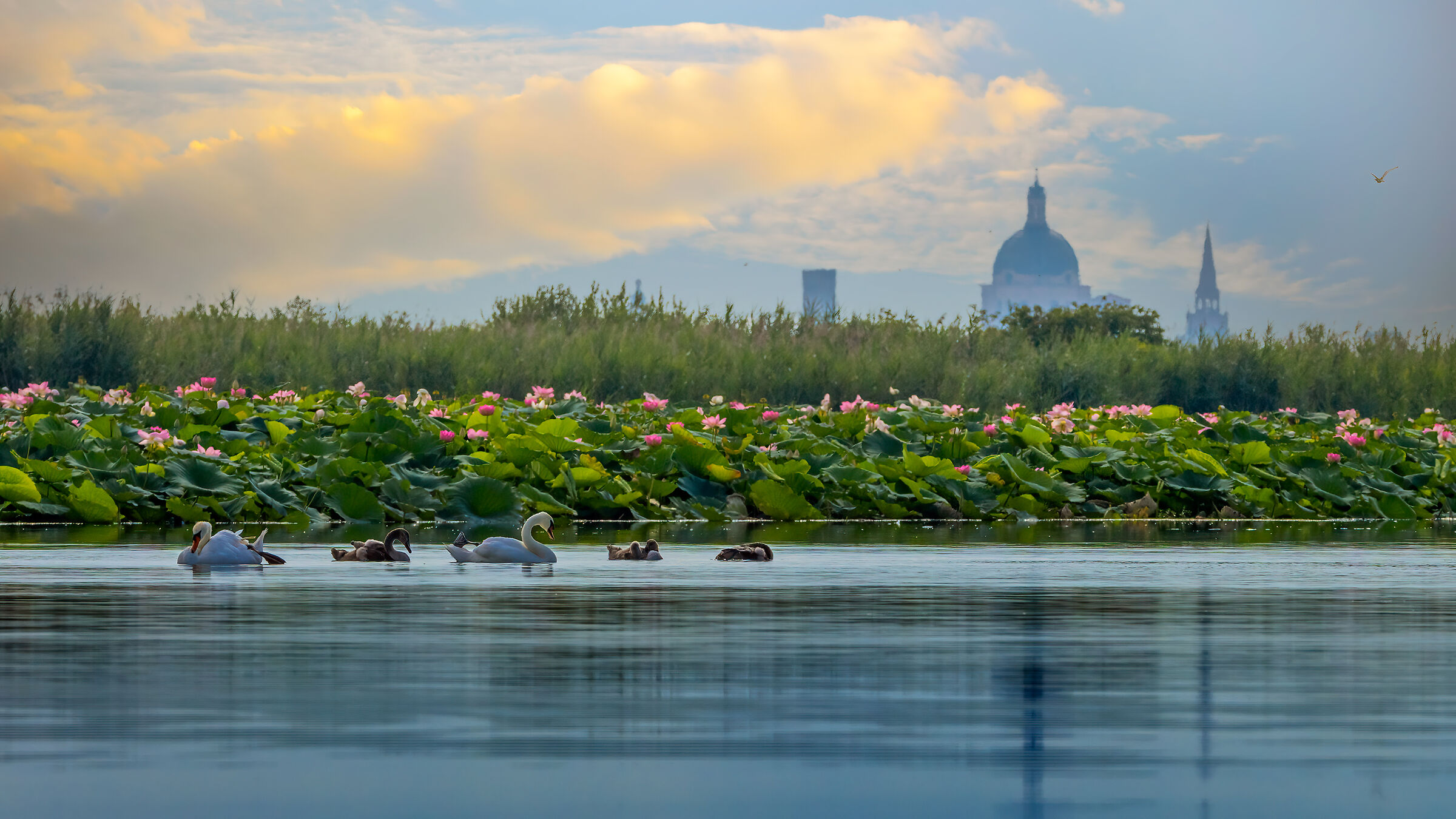 Fioritura del Loto sul Lago Superiore di Mantova