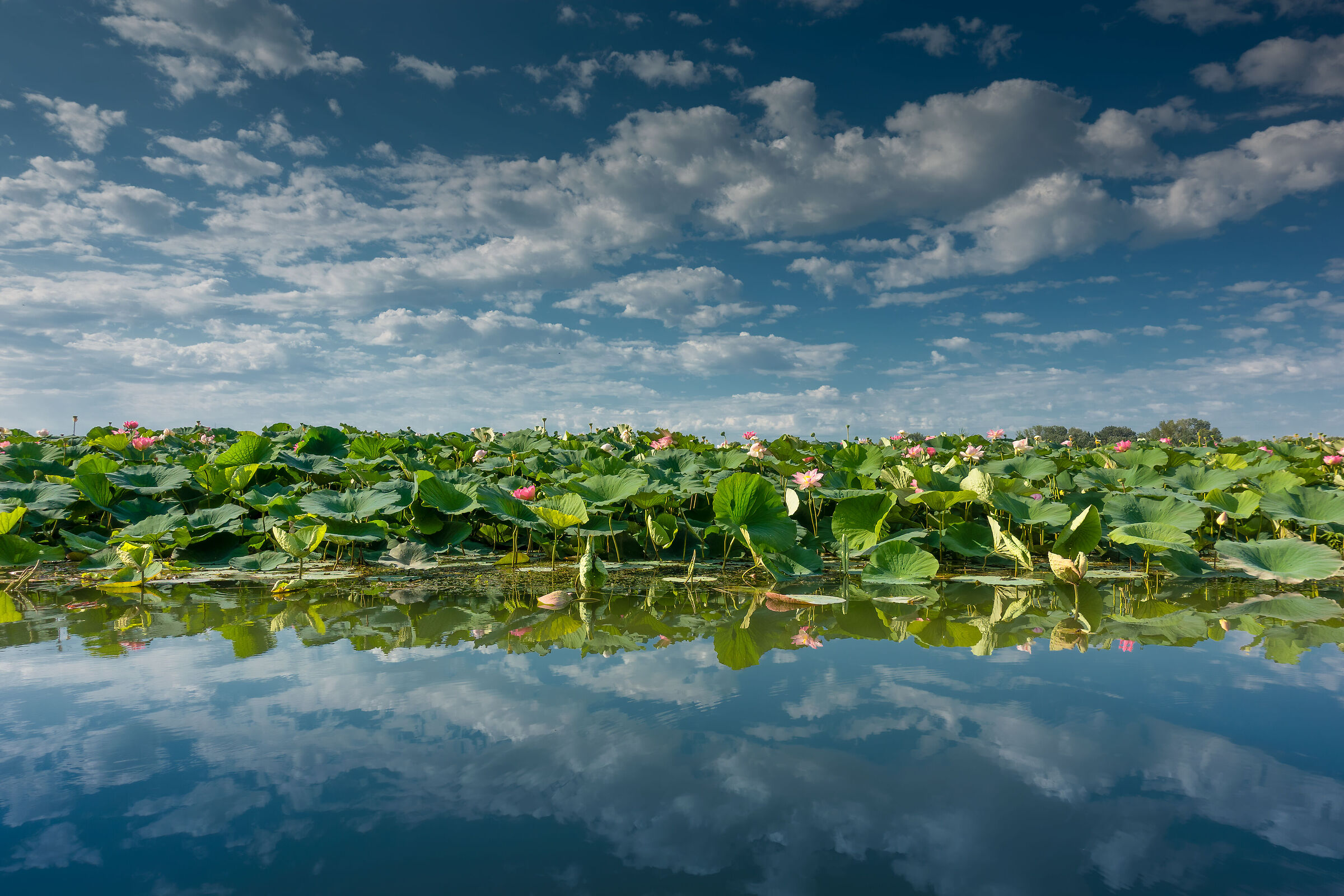 Fioritura del Loto sul Lago Superiore di Mantova