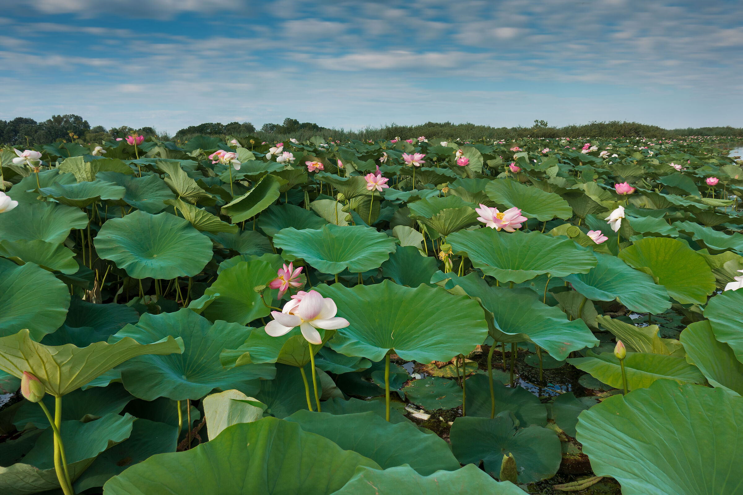 Fioritura del Loto sul Lago Superiore di Mantova