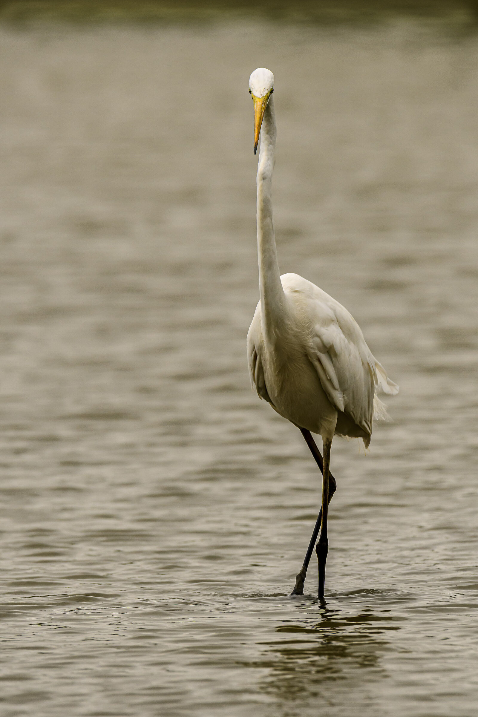 Incredible elegance 1