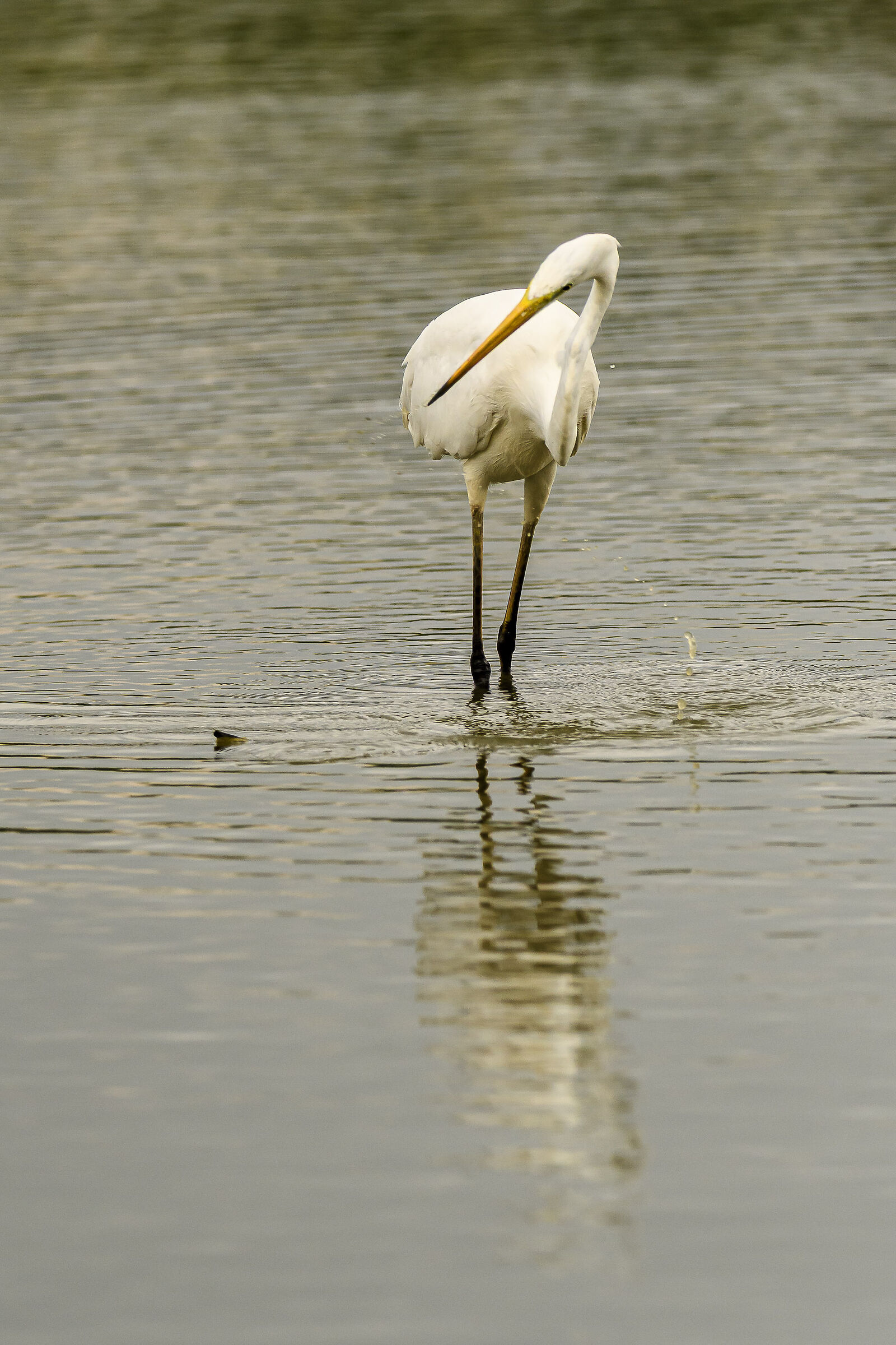 Incredibile eleganza 2
