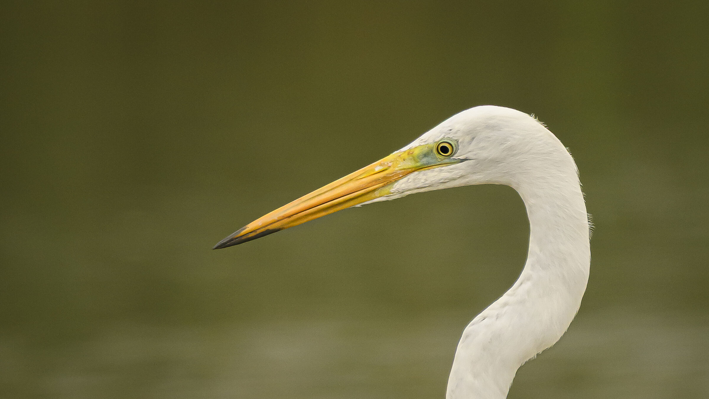 Incredible elegance 3