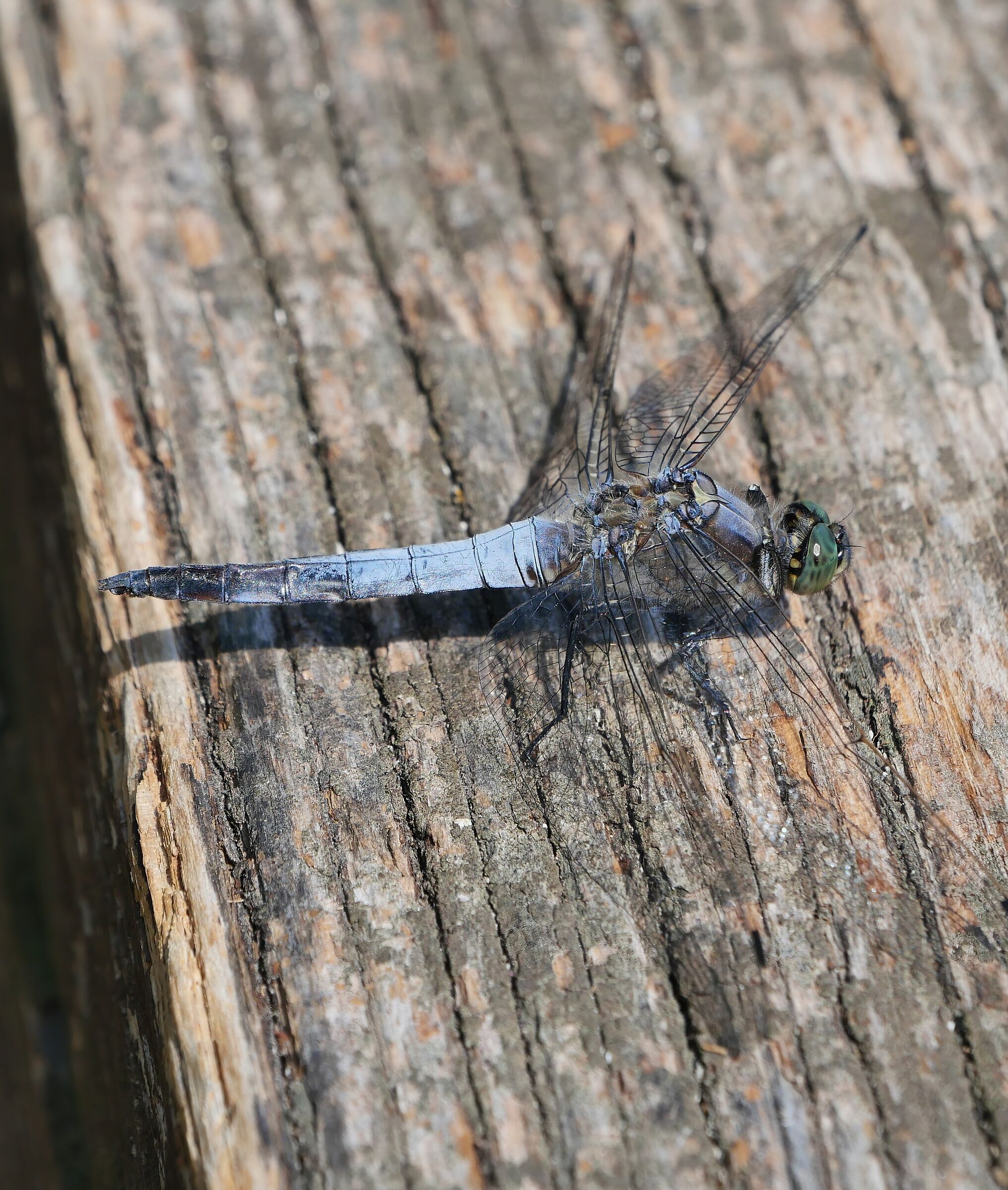 Ortetro bruno (detto anche Frecciazzurra Puntanera)