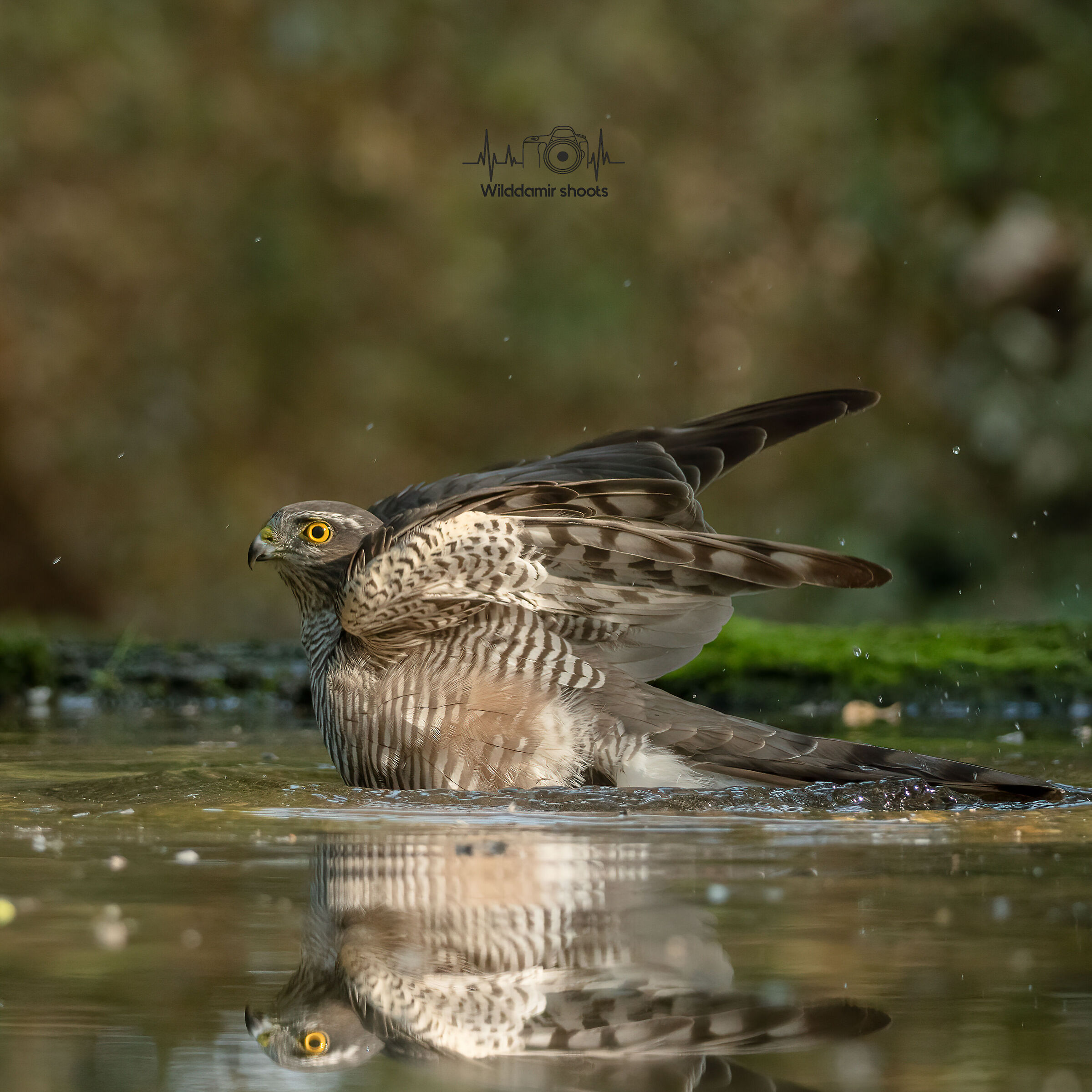 Sparrowhawk bath