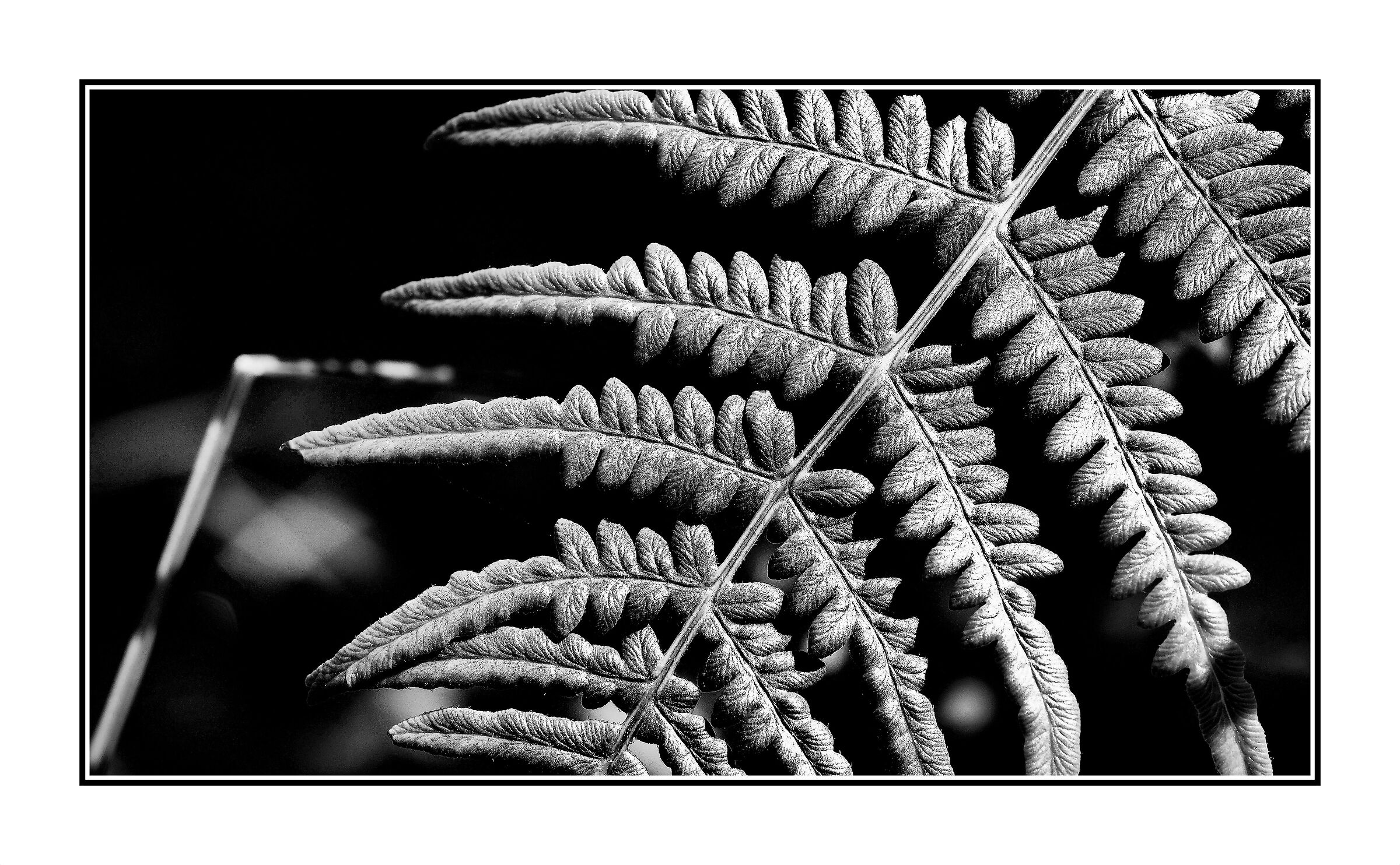Fern - Detail