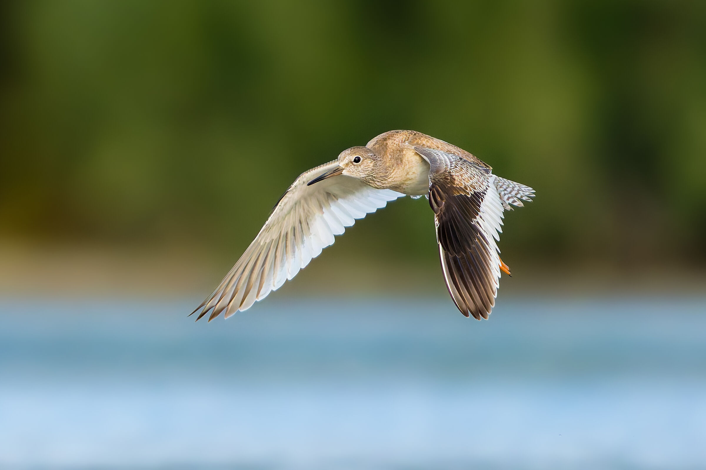 Redshank