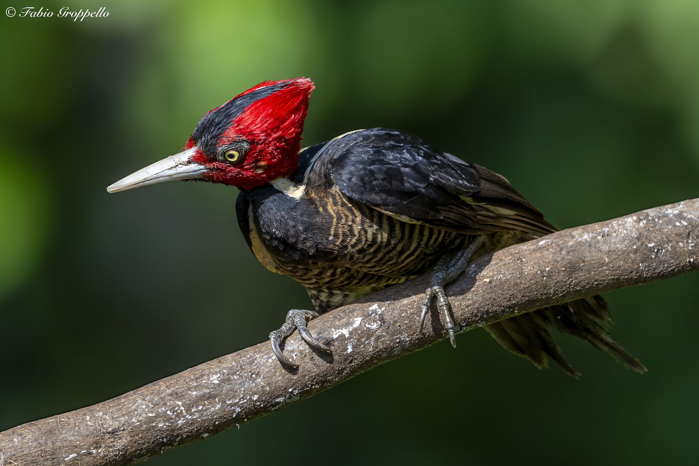 Male Black Woodpecker