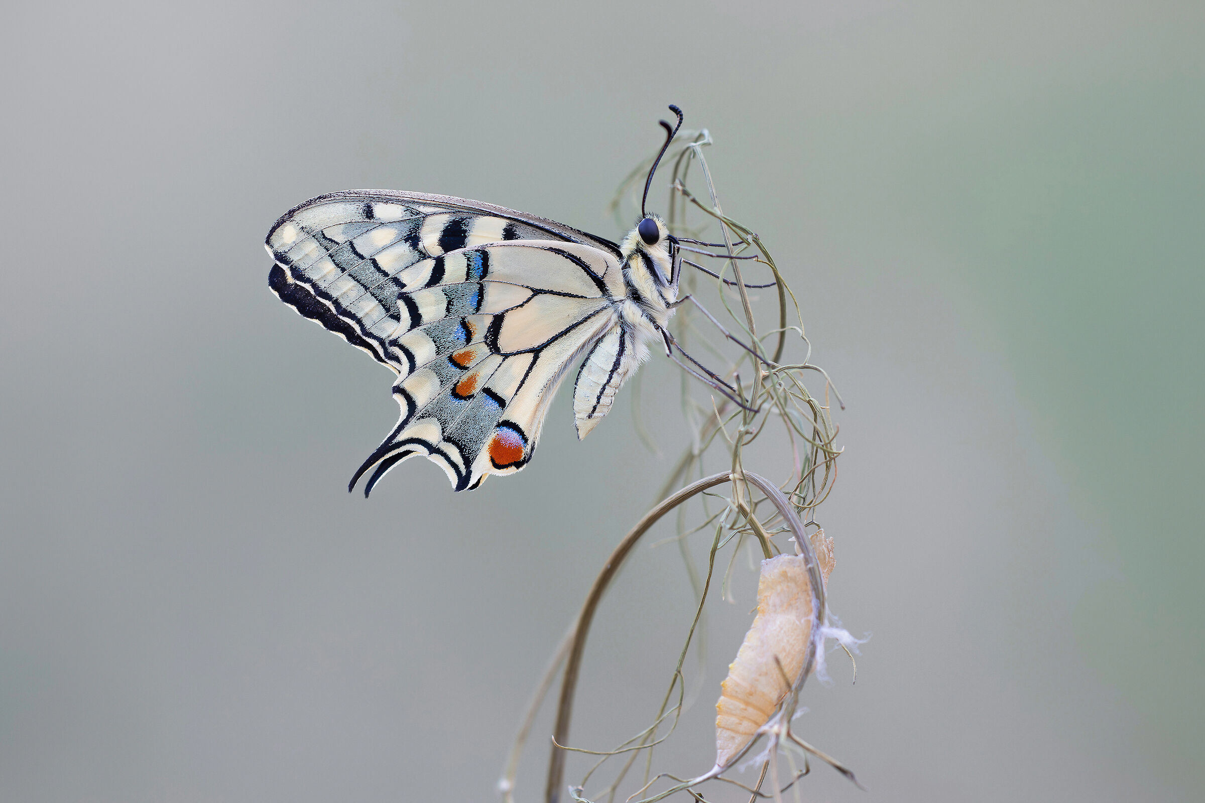 Swallowtail