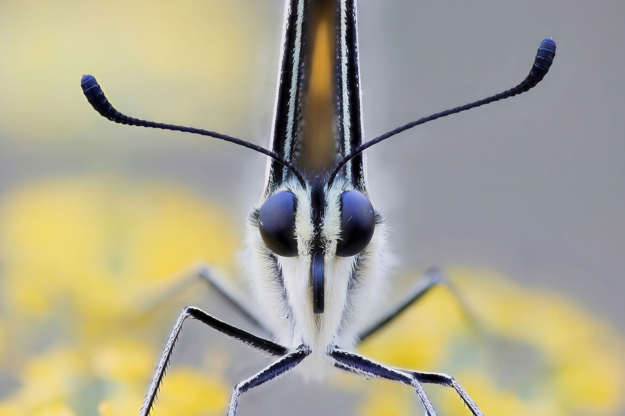 Swallowtail