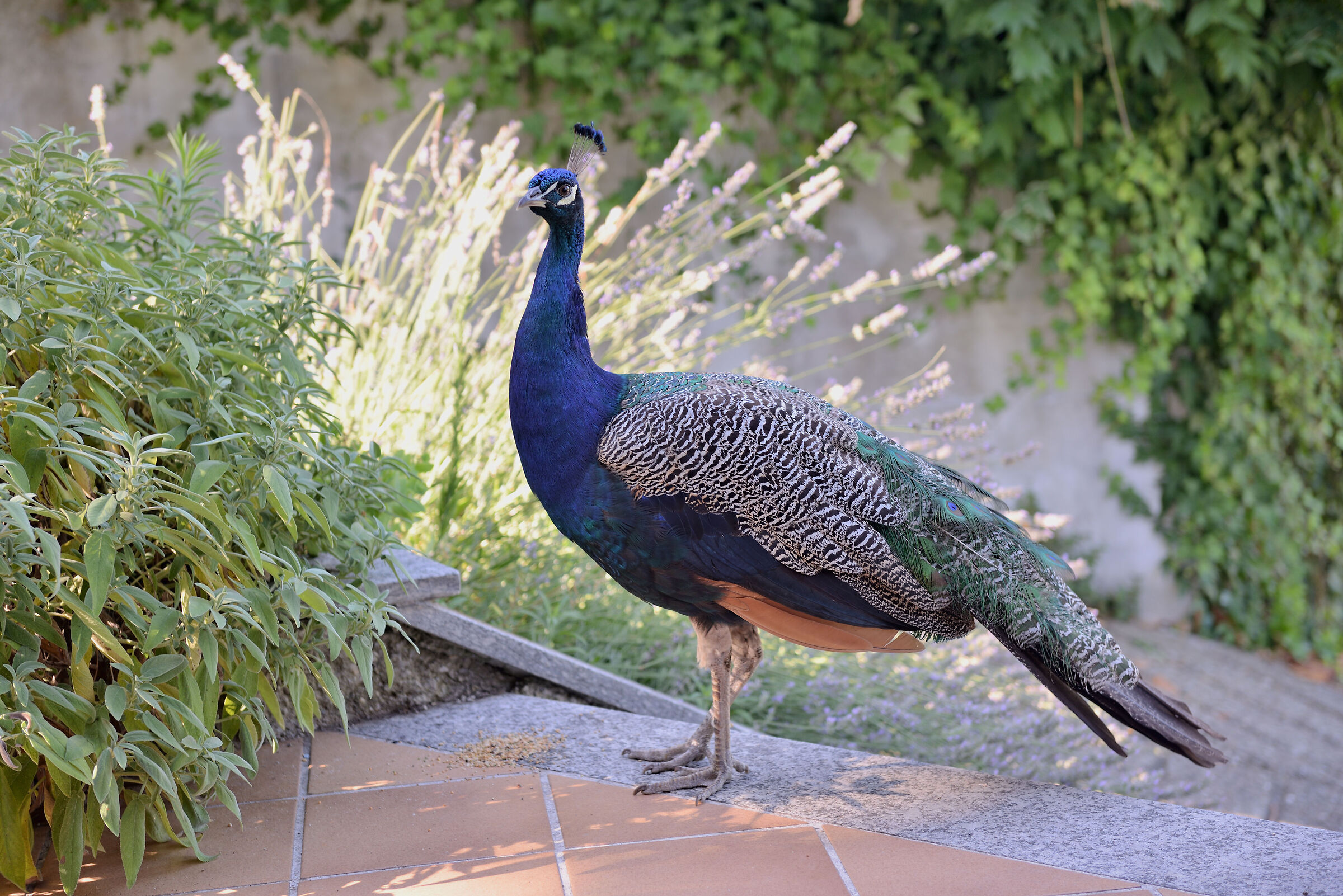 Young peacock