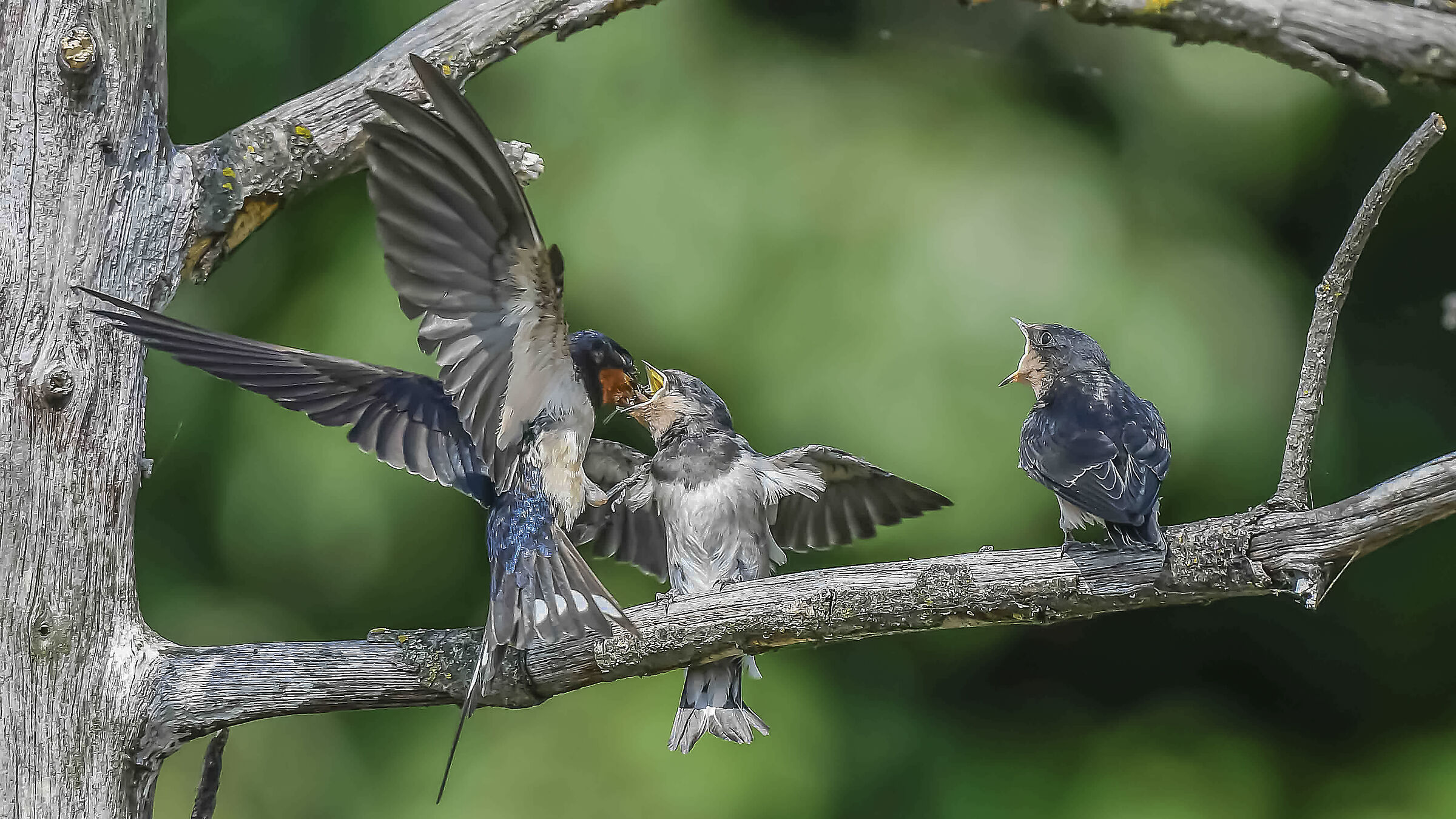L'imbeccata della rondine