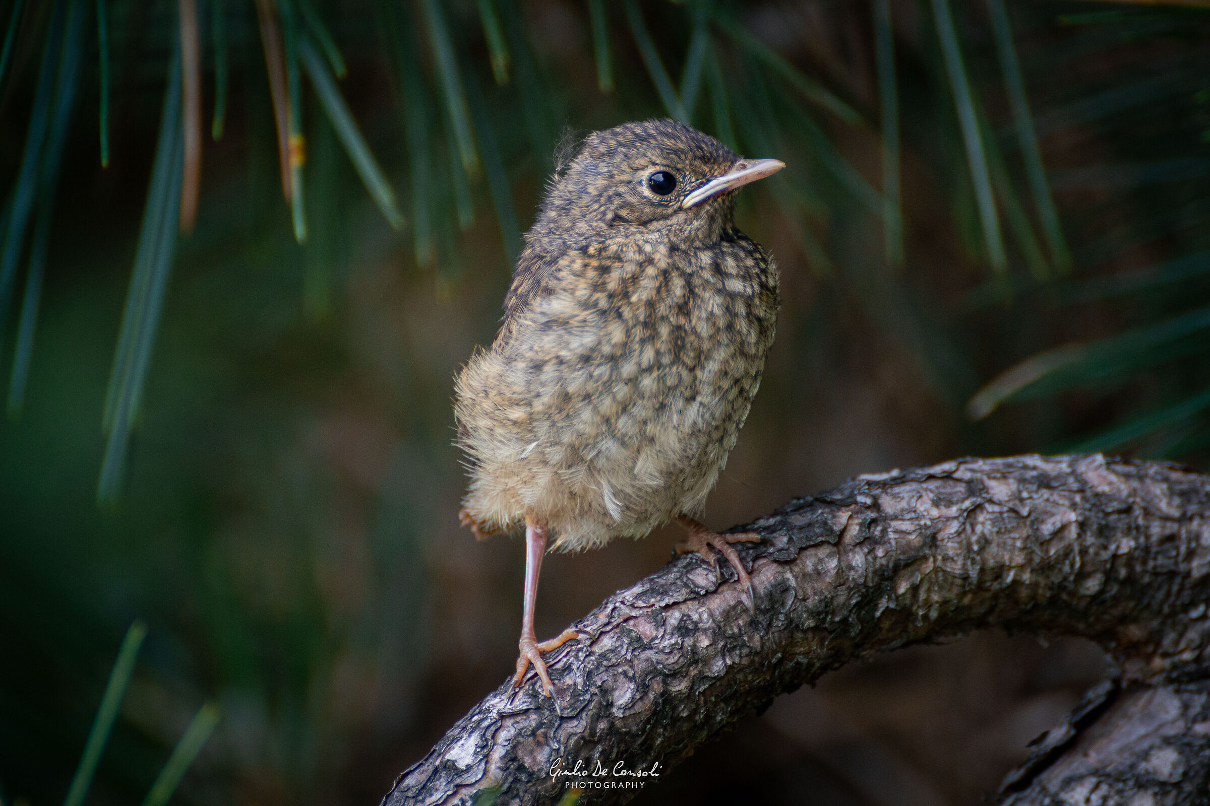 Un giovane codirosso