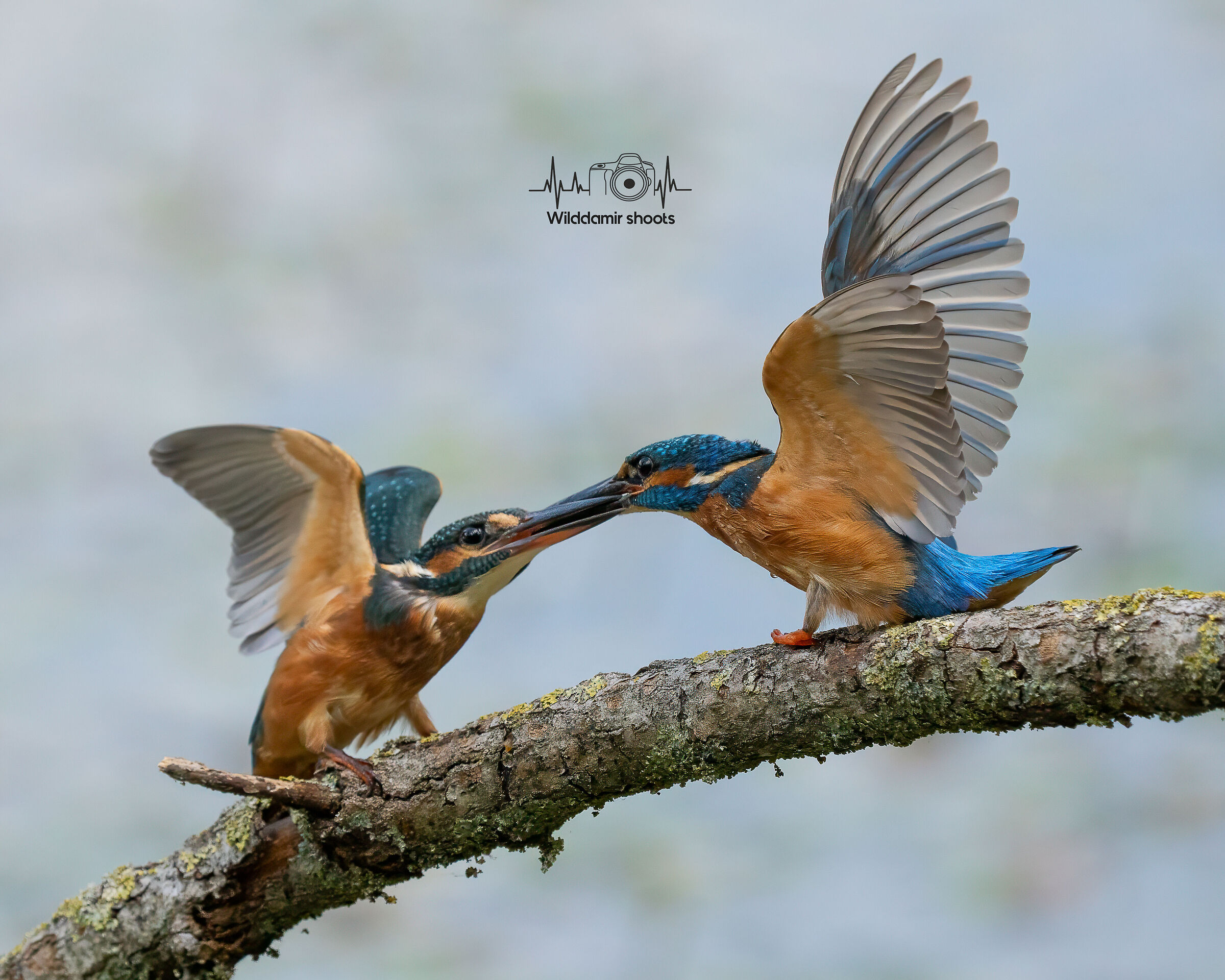 Kiss or quarrel? ? ? ?