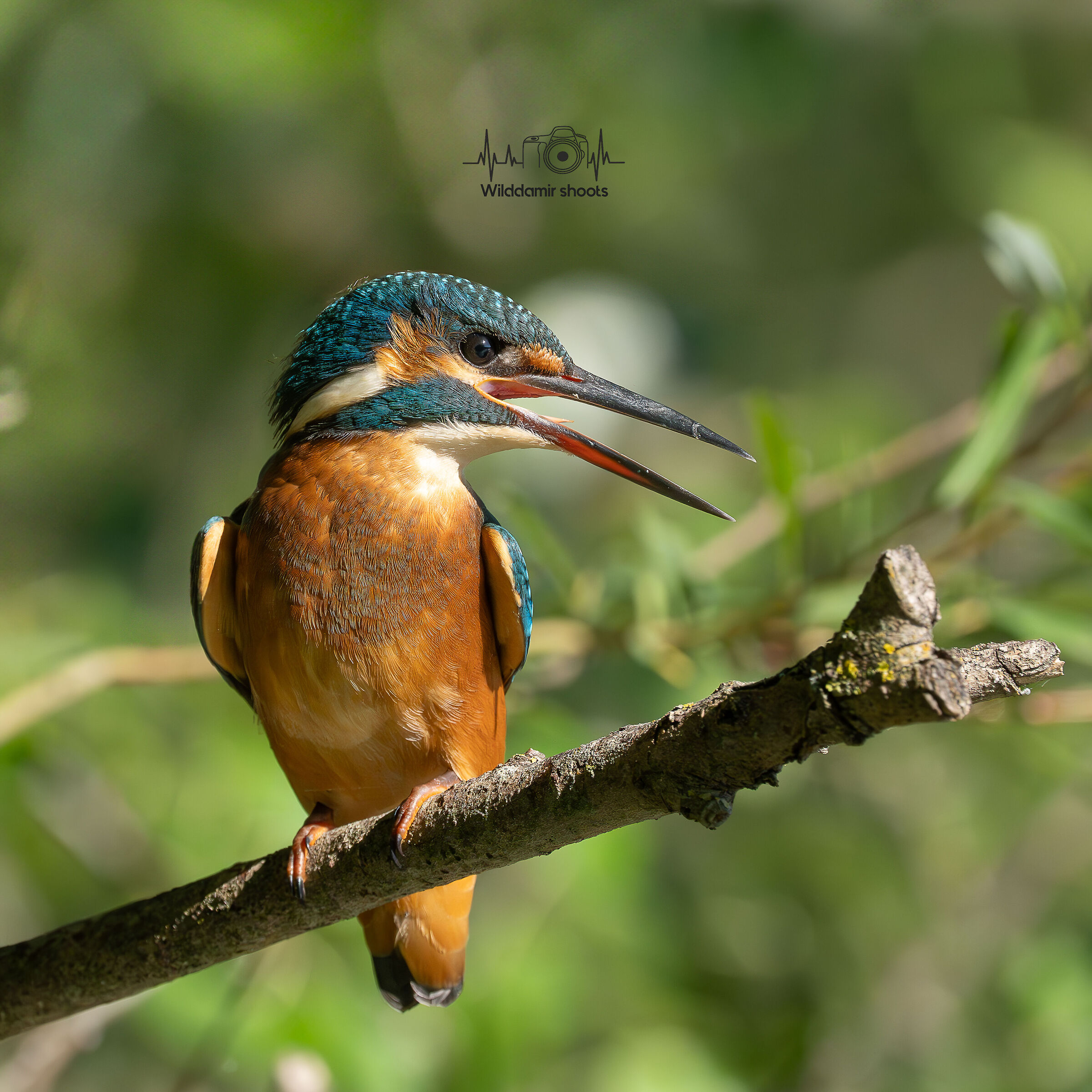 Kingfisher