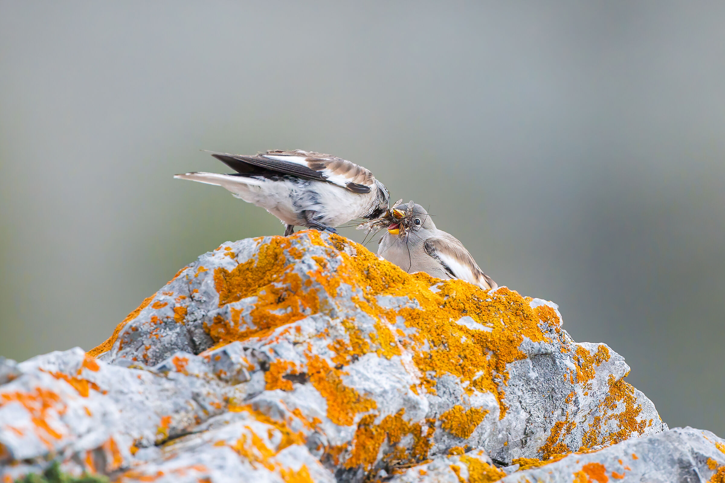 The Alpine Chaffinch Feed