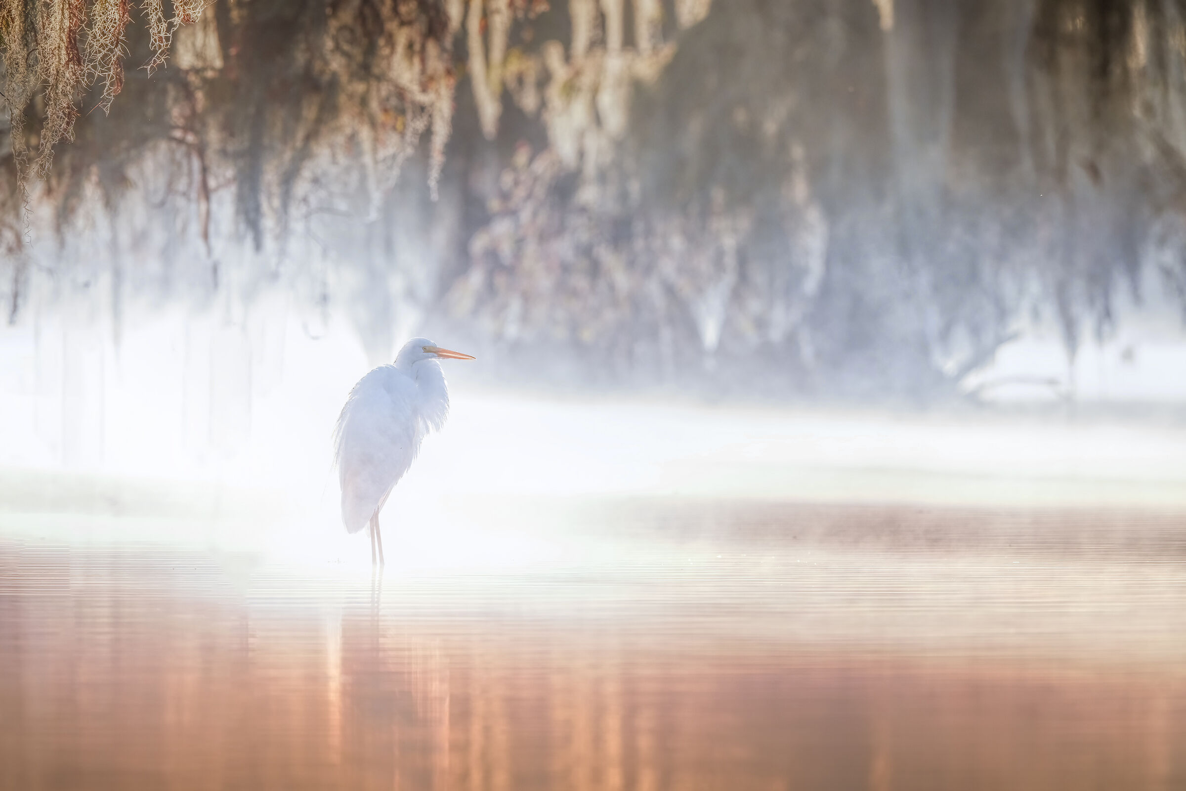 White Heron in the Light