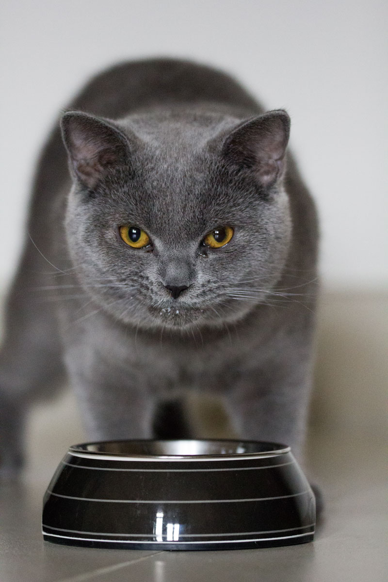 Blue Shorthair breed english
