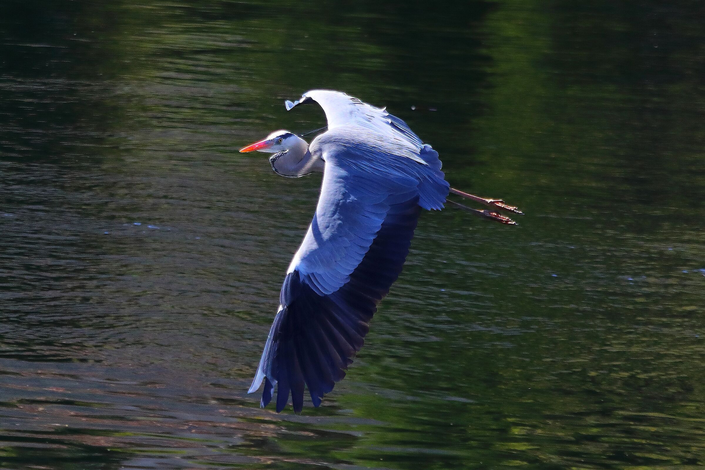 Cenerino 27 marzo 2025 - 0158