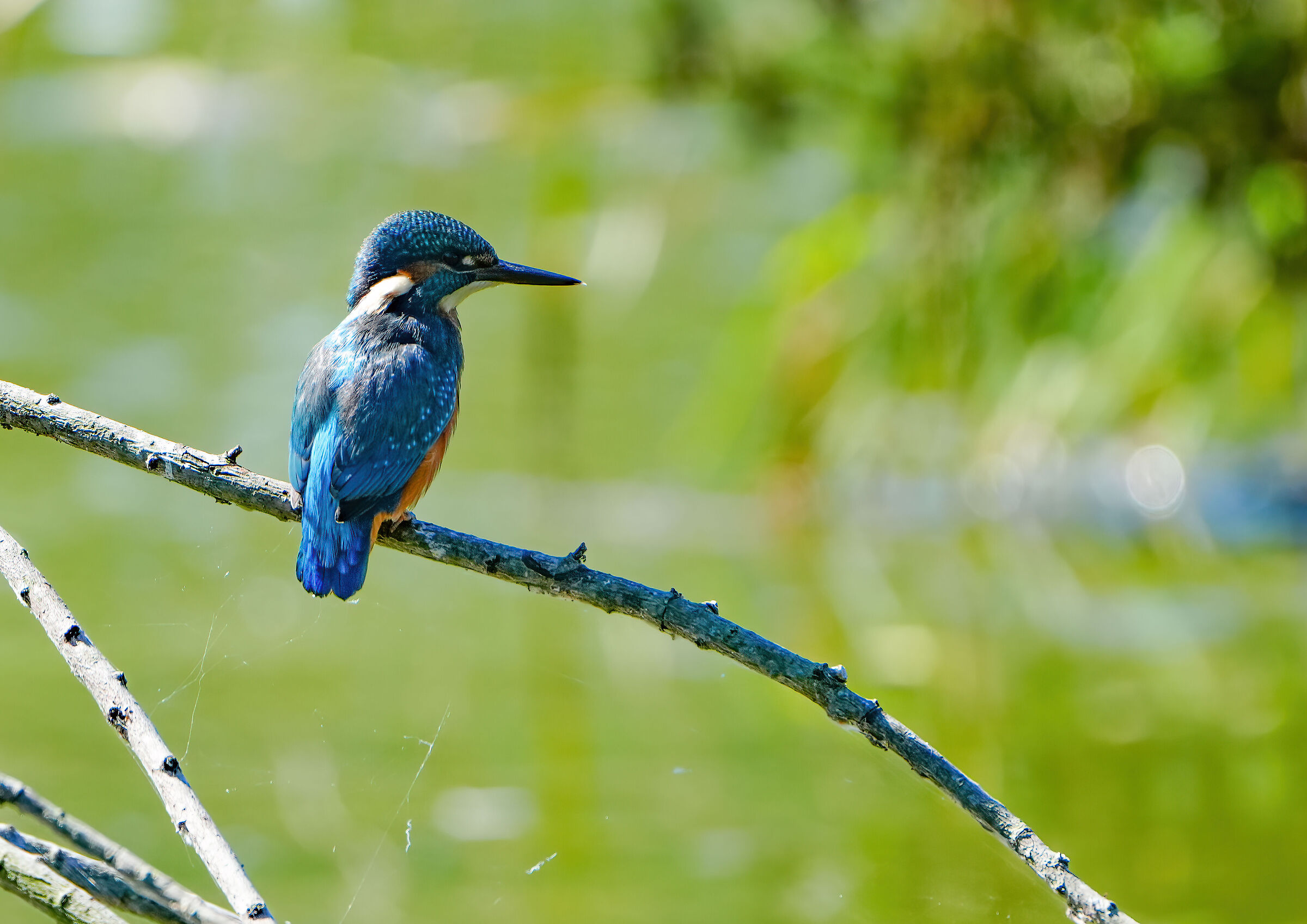 The Little Prince of the Lake