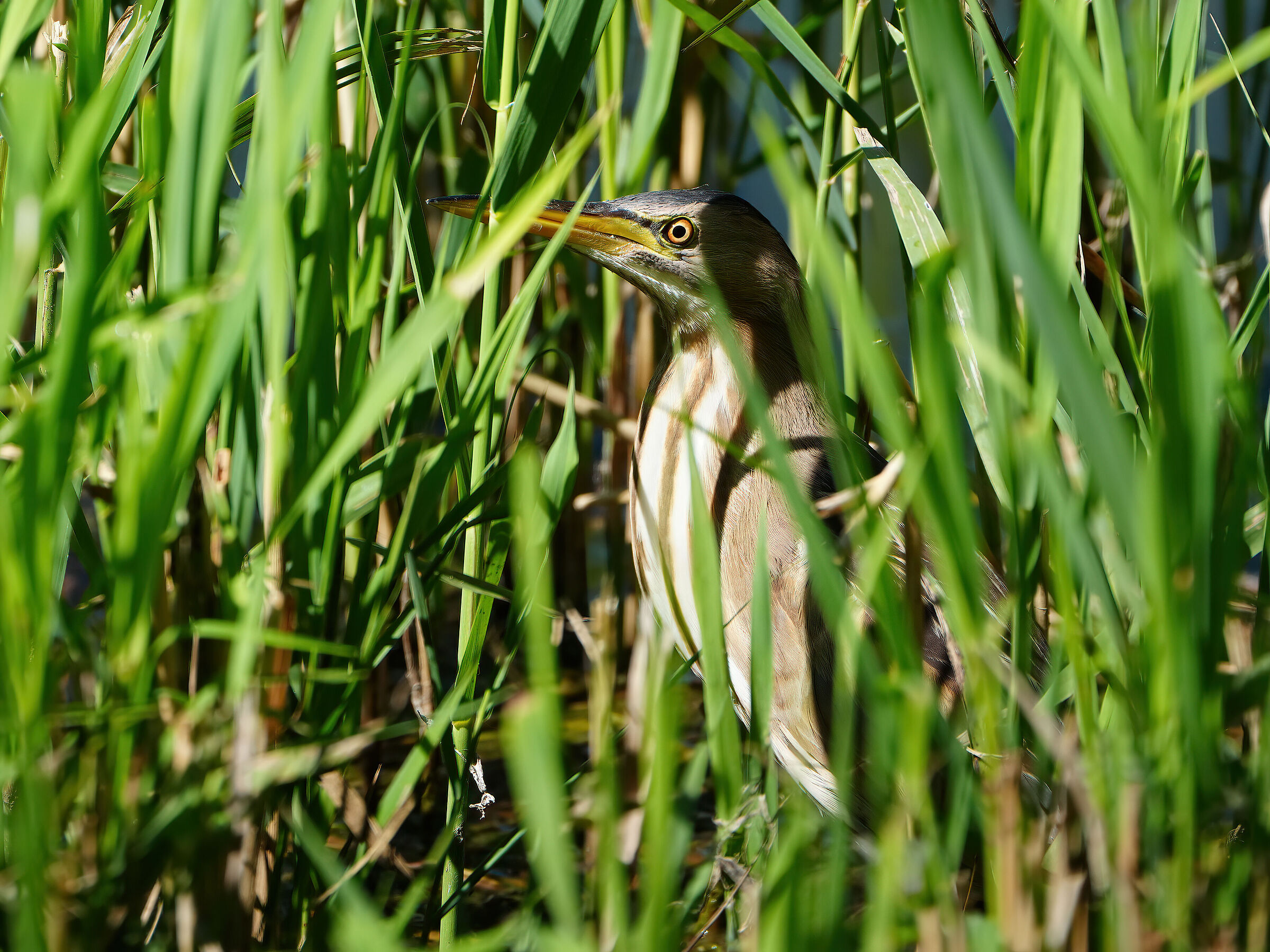 In the reeds...