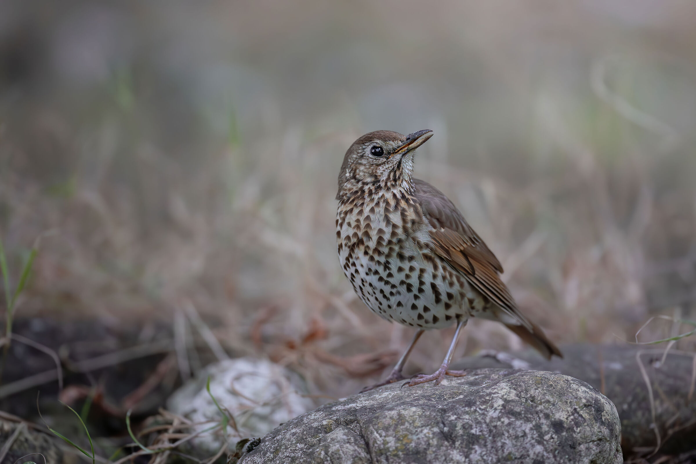 Thrush set