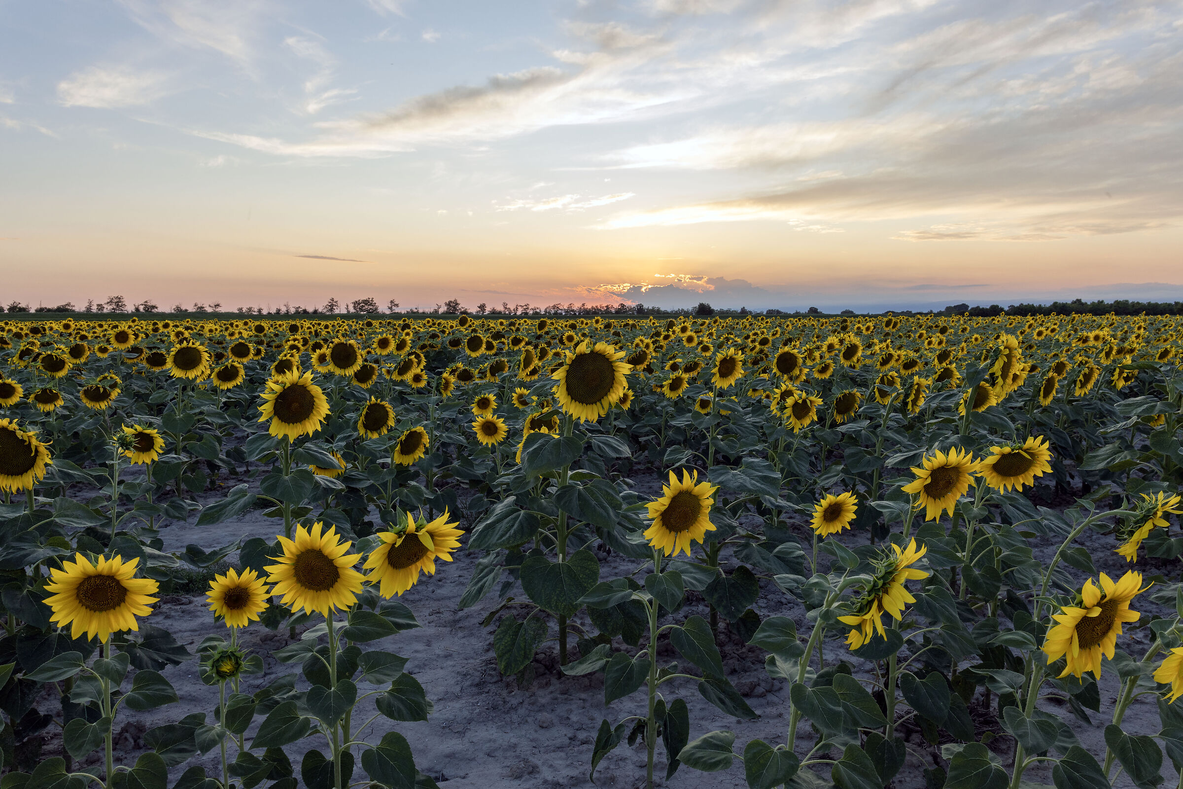 Sunflowers of Brussa