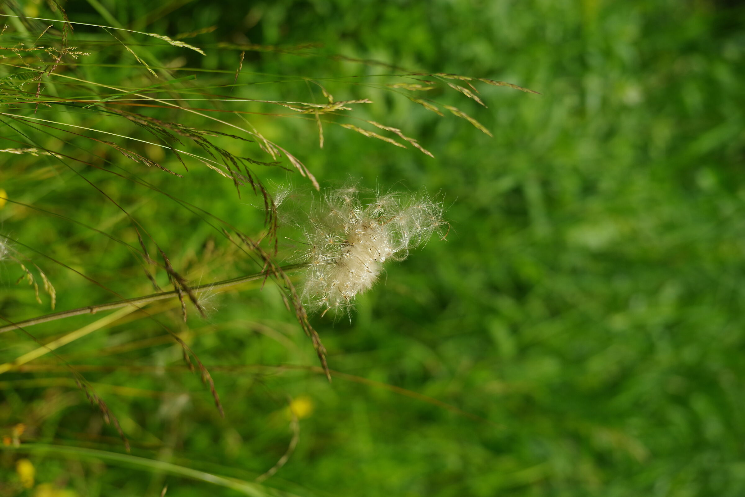 Thistle seeds.