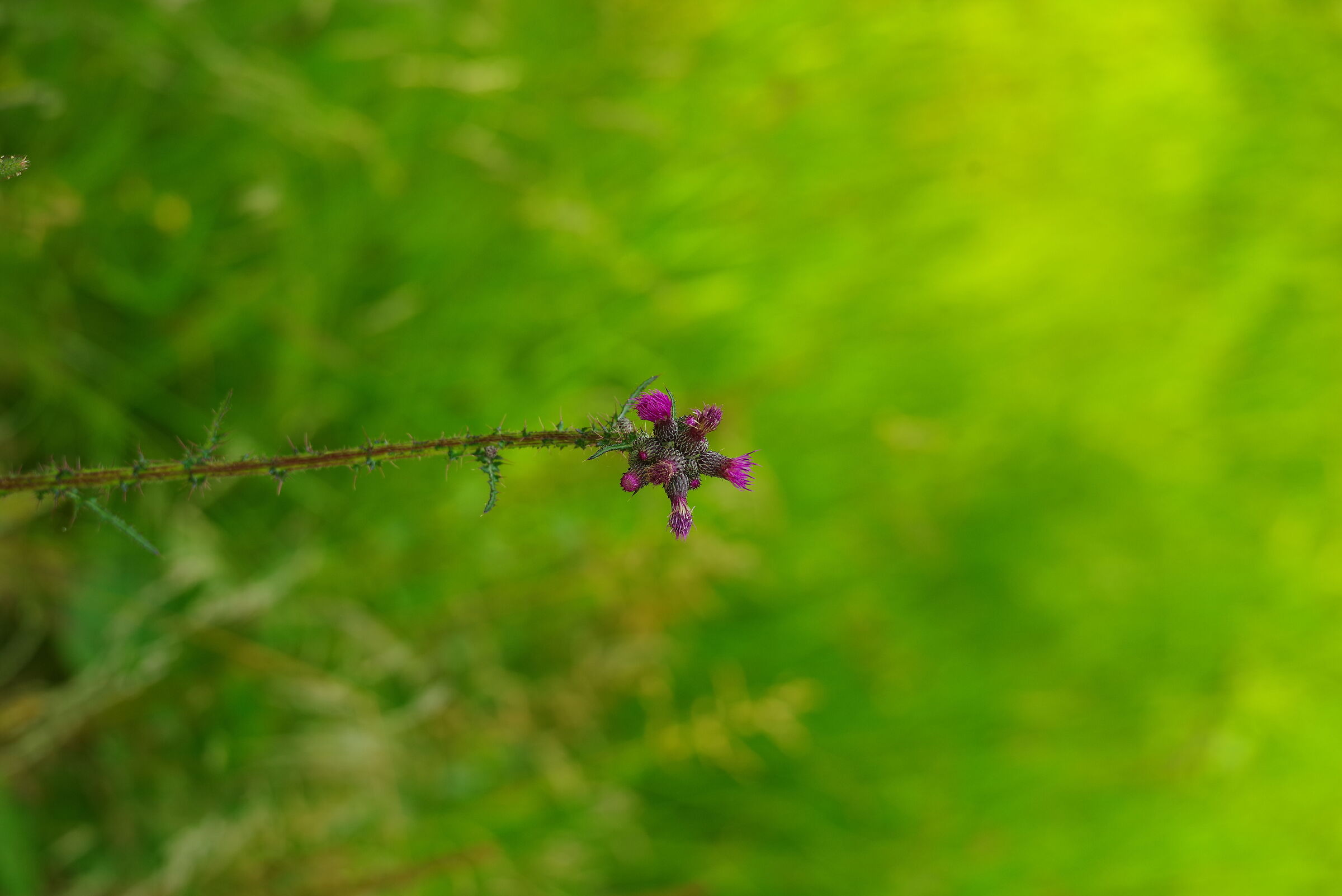 Semplicemente cardo.