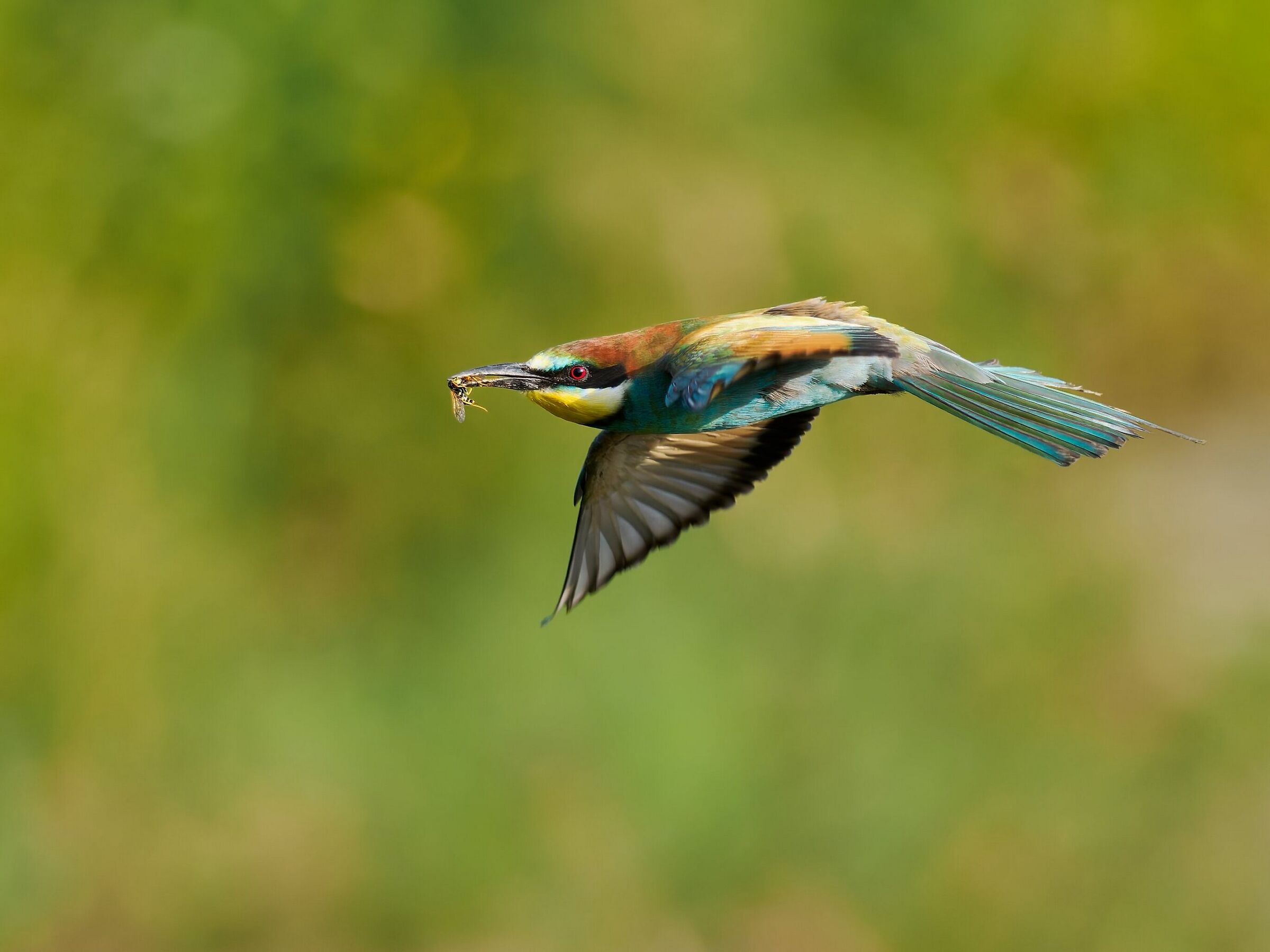 Bee-eater