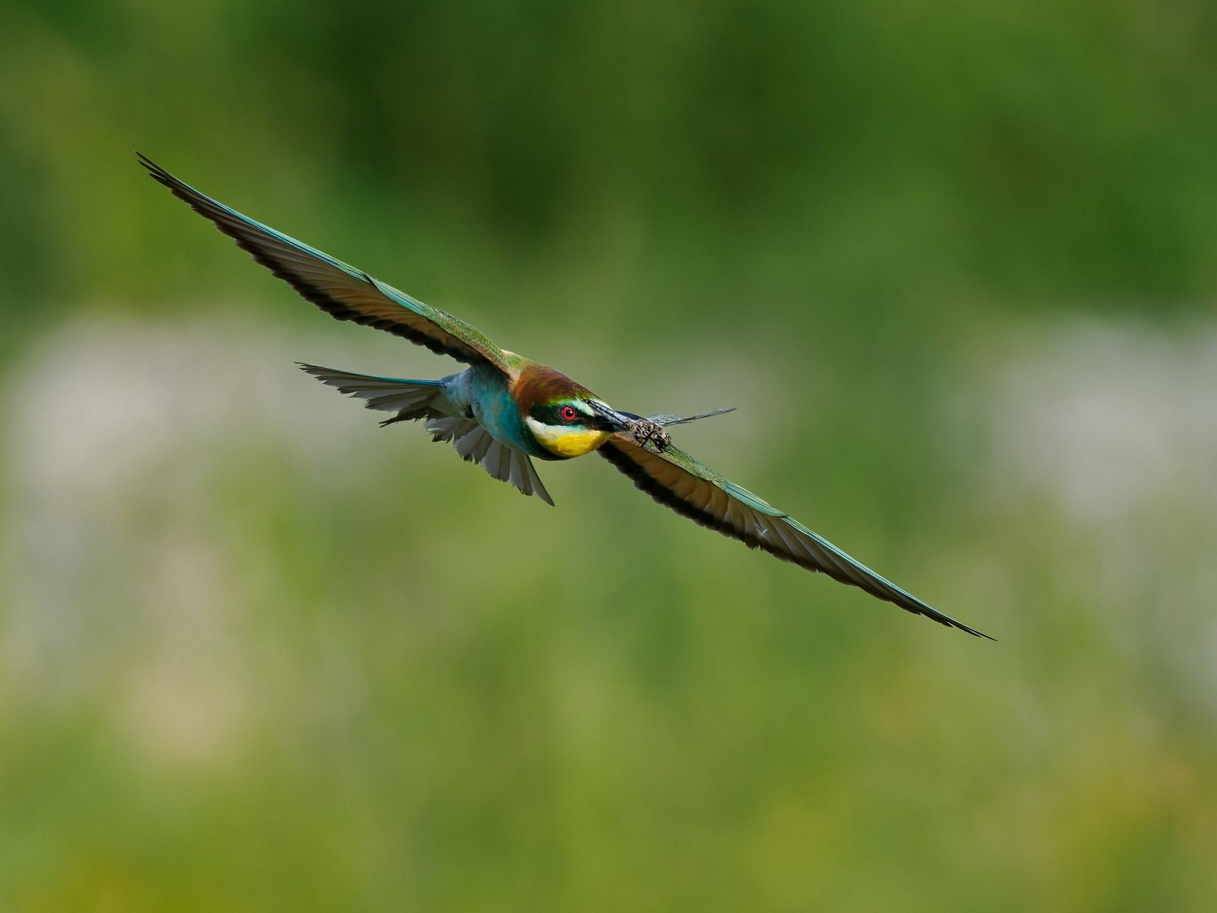 Bee-eater