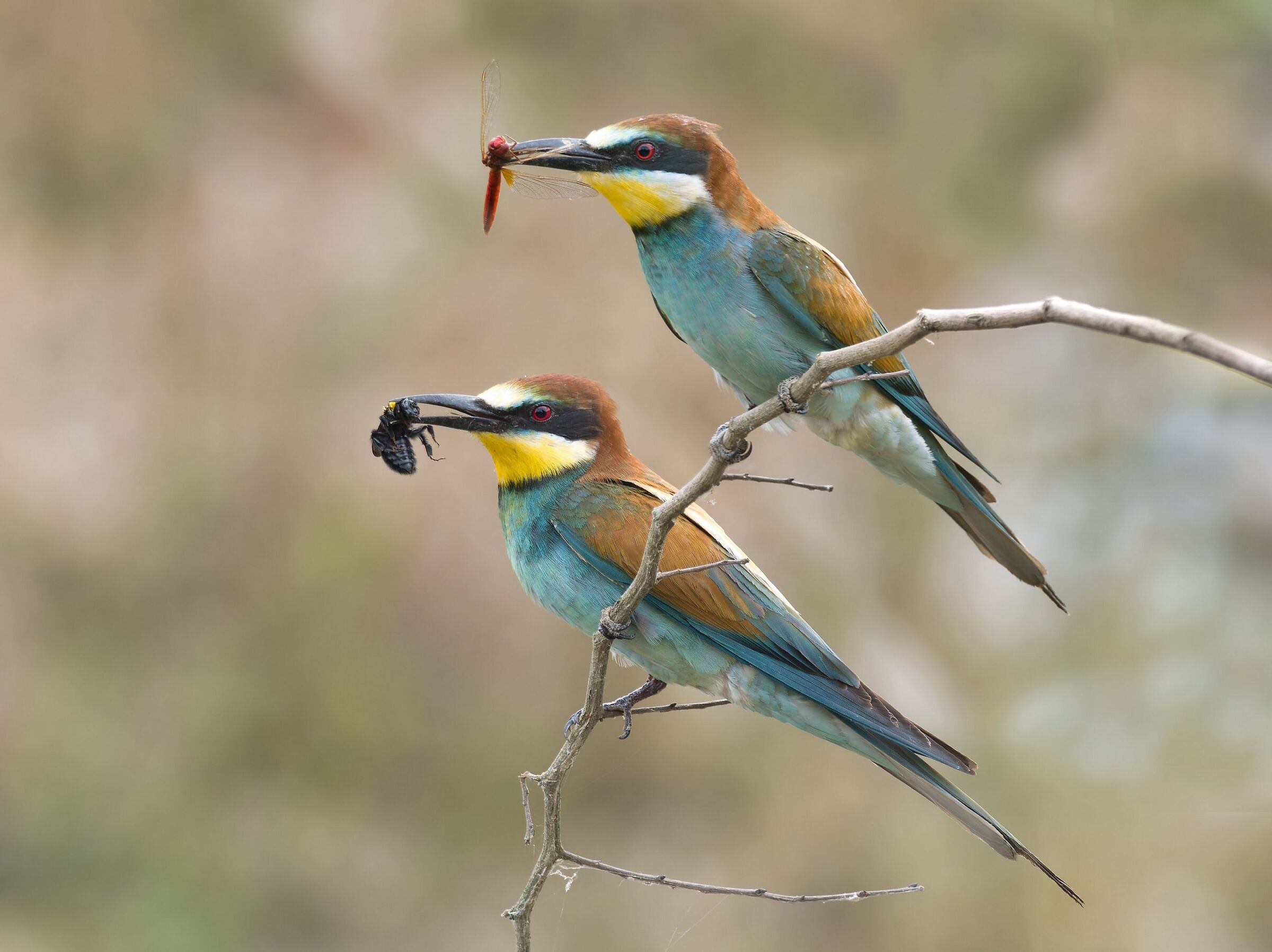 Bee-eaters, different tastes.