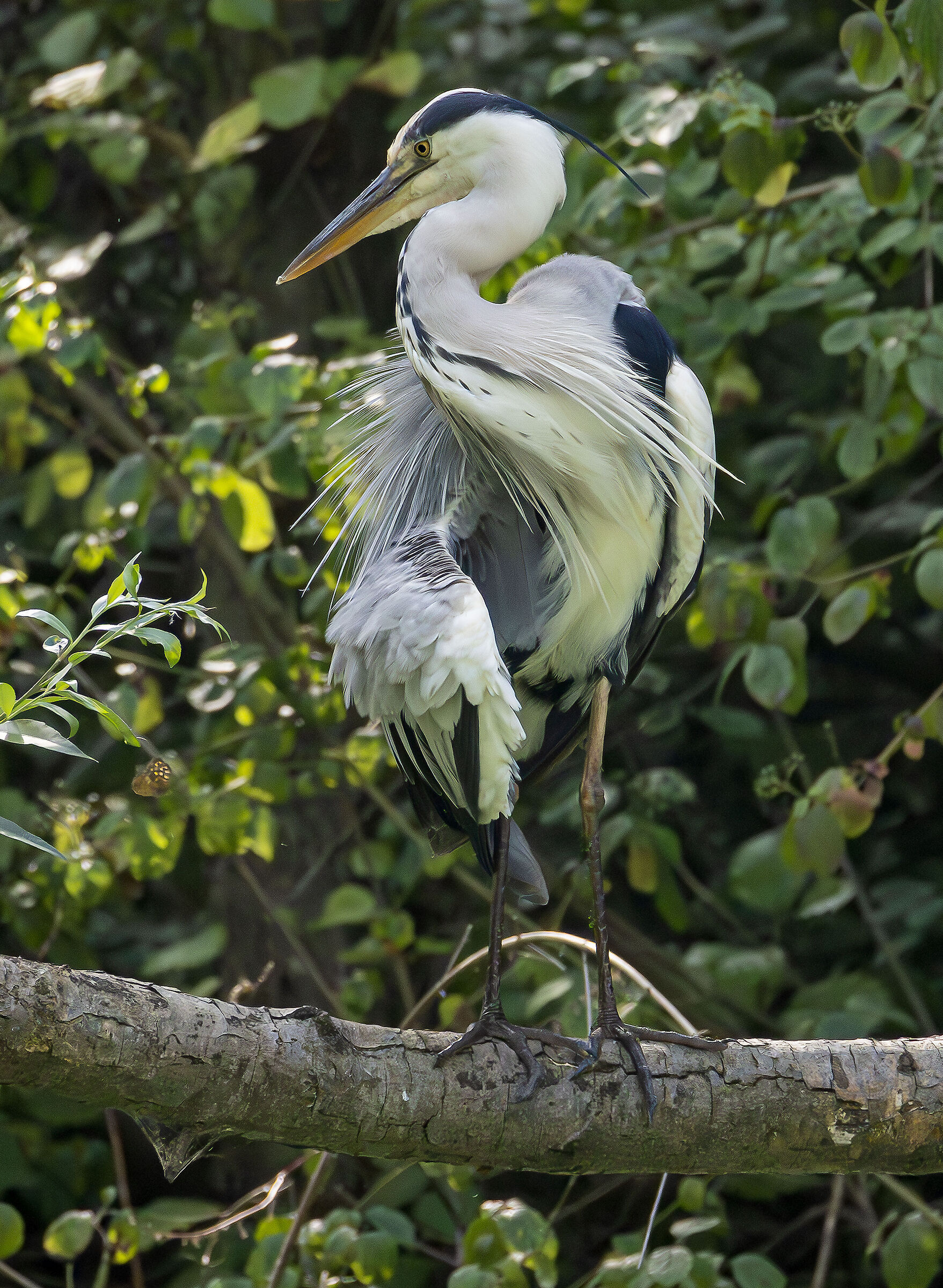 Forse ho mangiato troppi Fusilli......