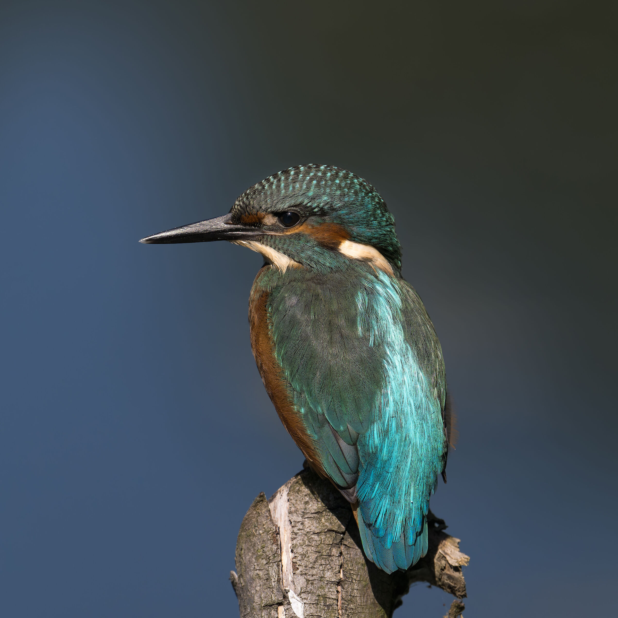 Martin Pescatore - Kingfisher