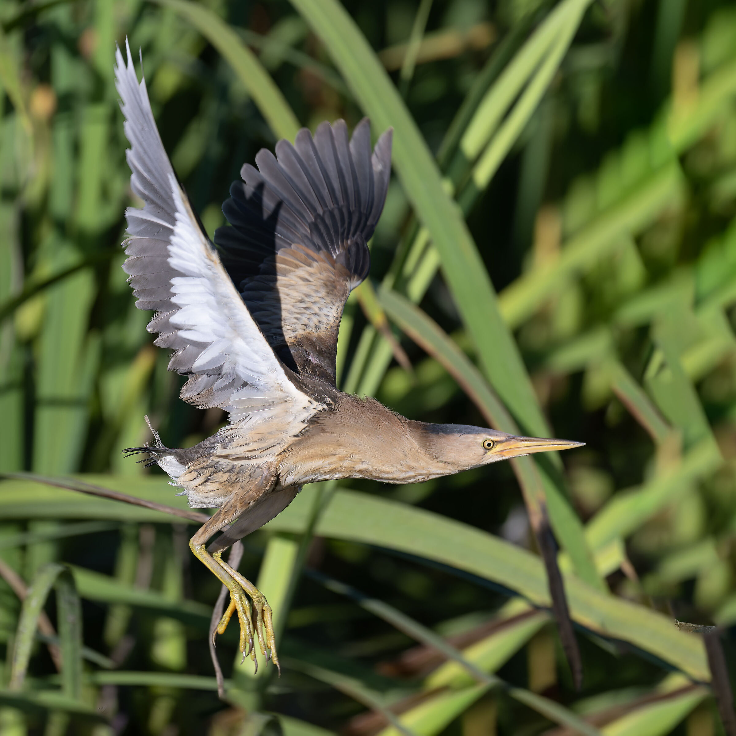 Little bittern