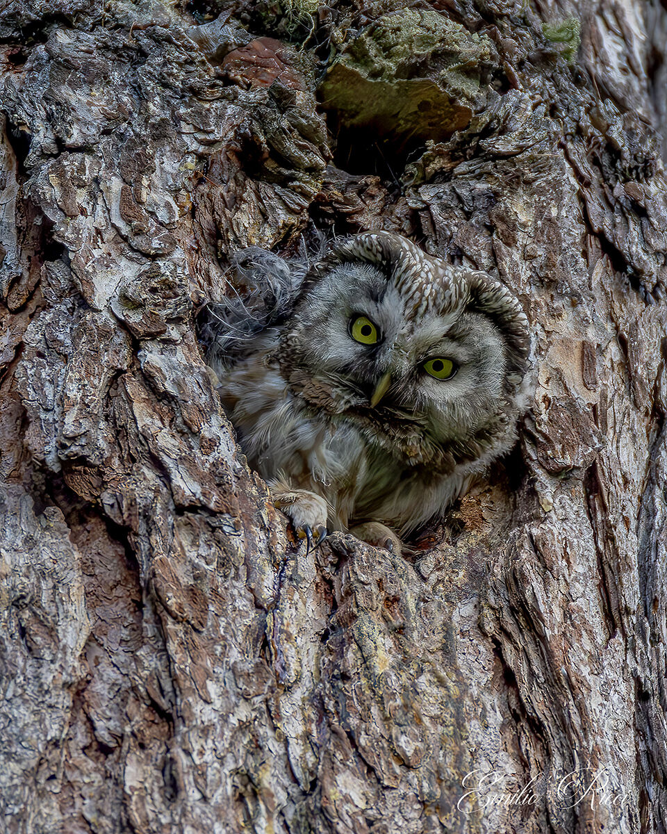 Boreal owl