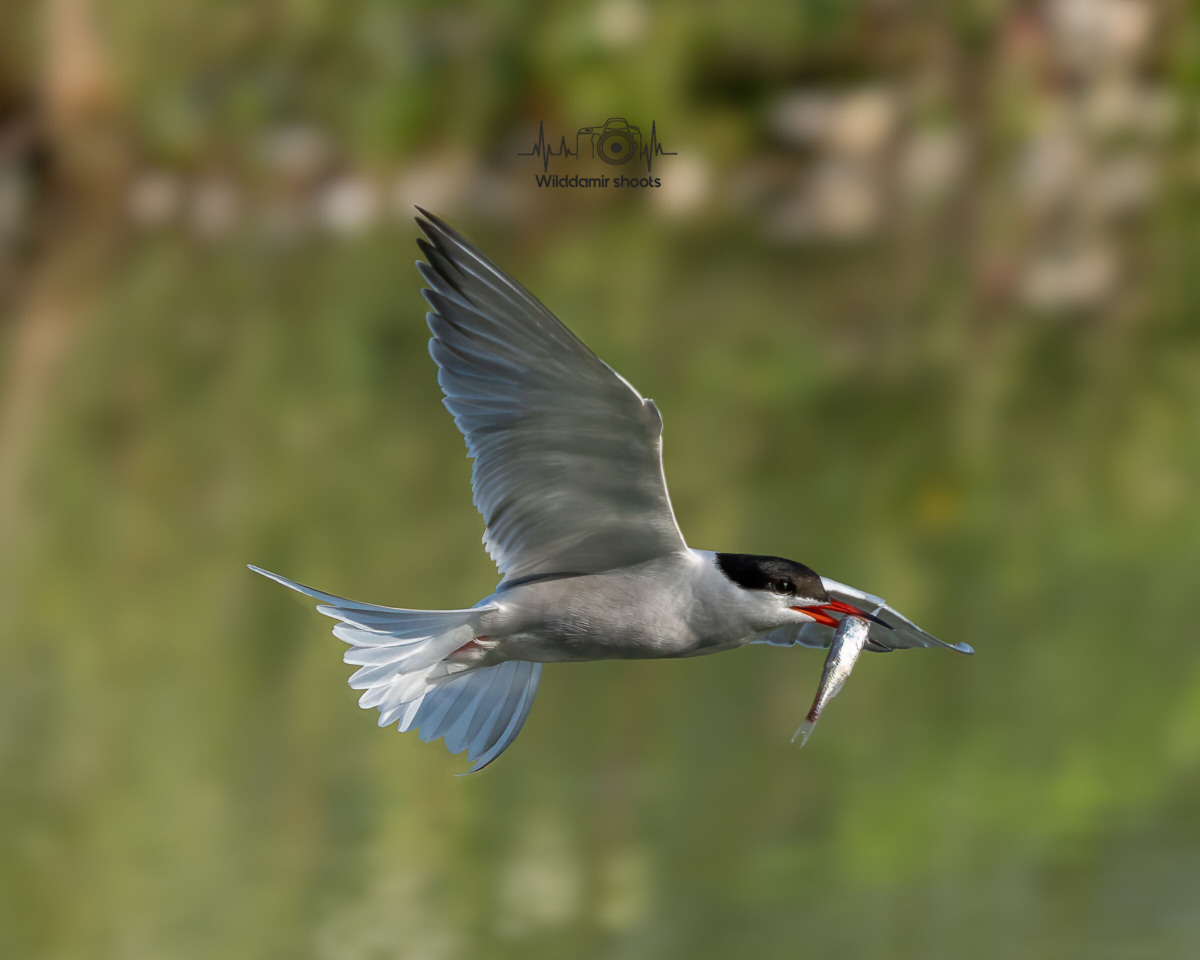 Tern
