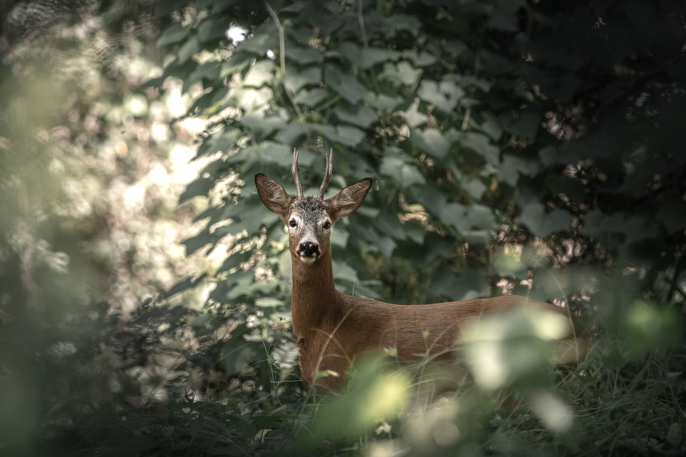 Roe Deer