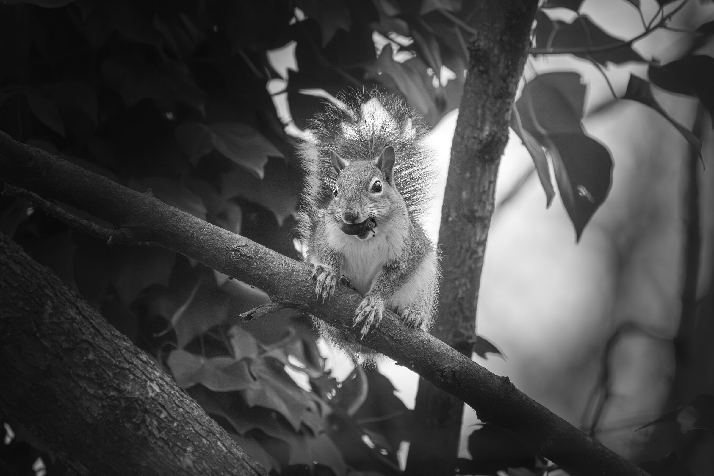 Autumn Squirrel