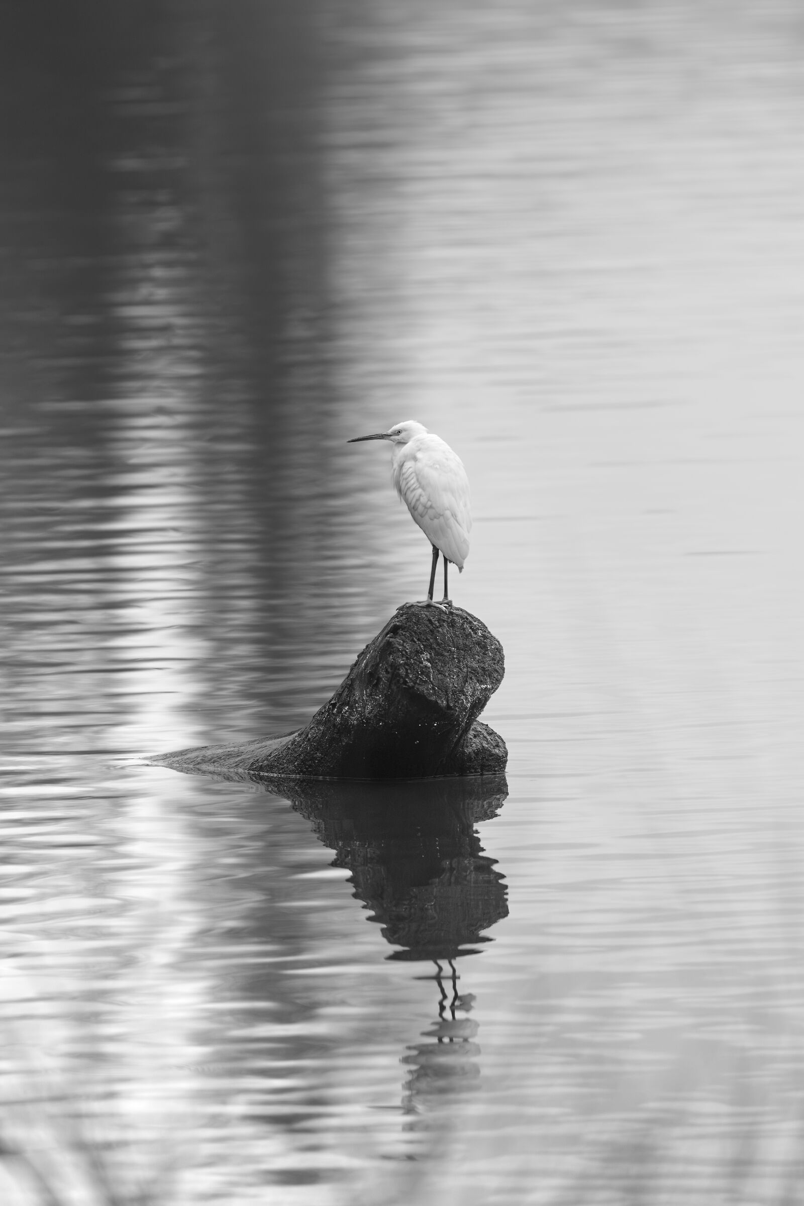 Heron in winter Reflection